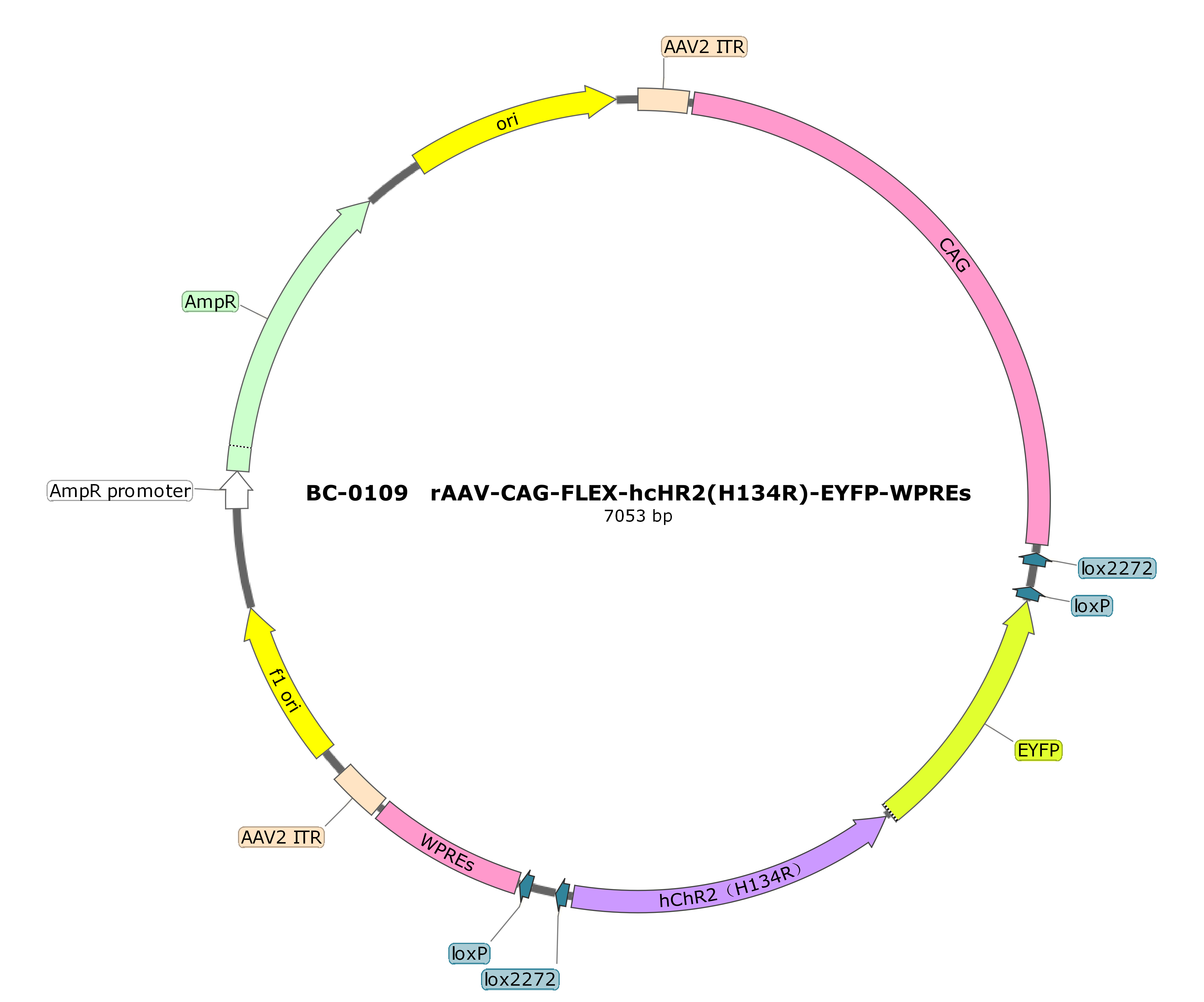 rAAV-CAG-FLEX-hChR2(H134R)-EYFP 