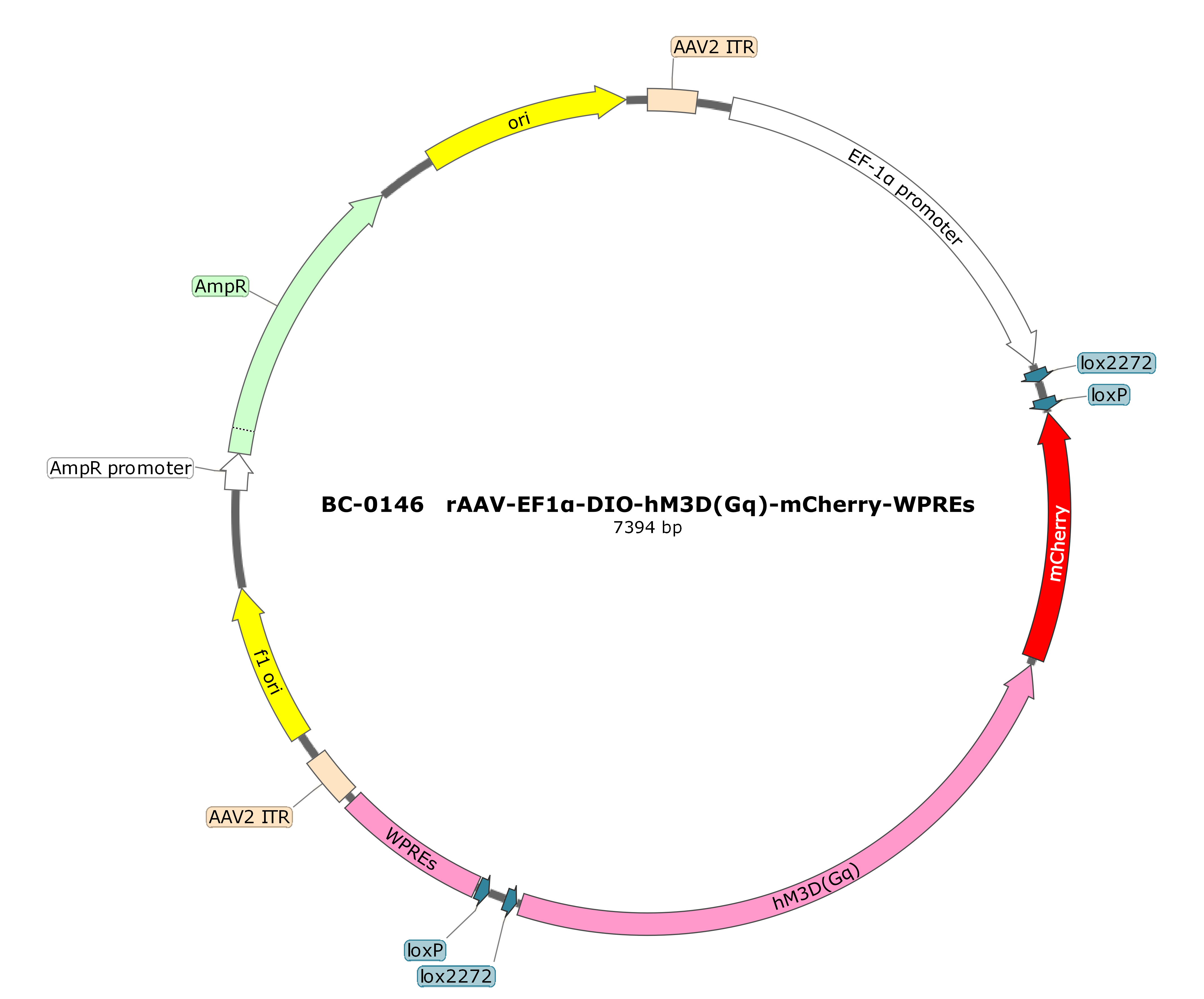 rAAV-EF1α-DIO-hM3D(Gq)-mCherry （内含测试报告）