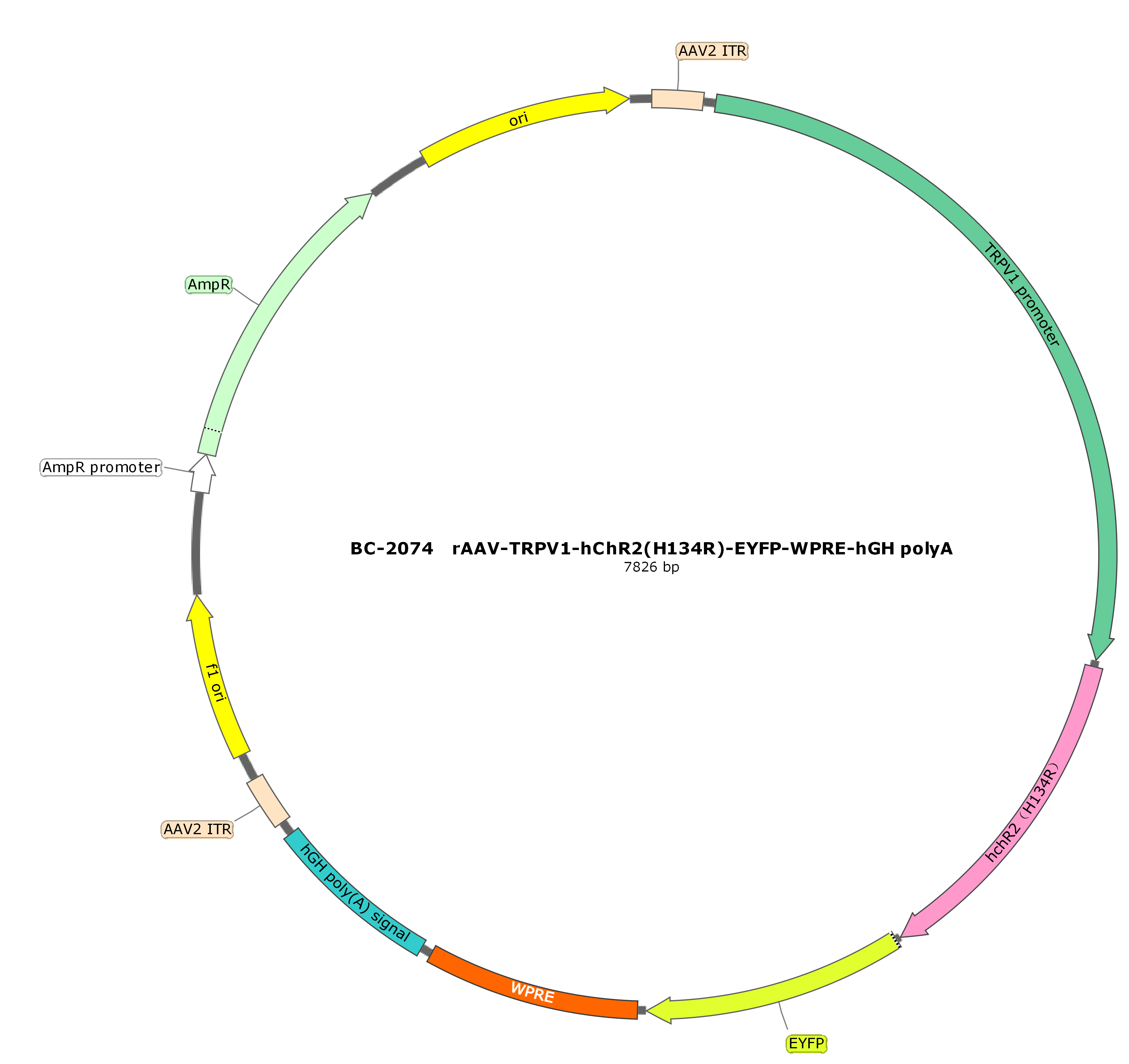 BC-2074 rAAV-TRPV1-hChR2(H134R)-EYFP 