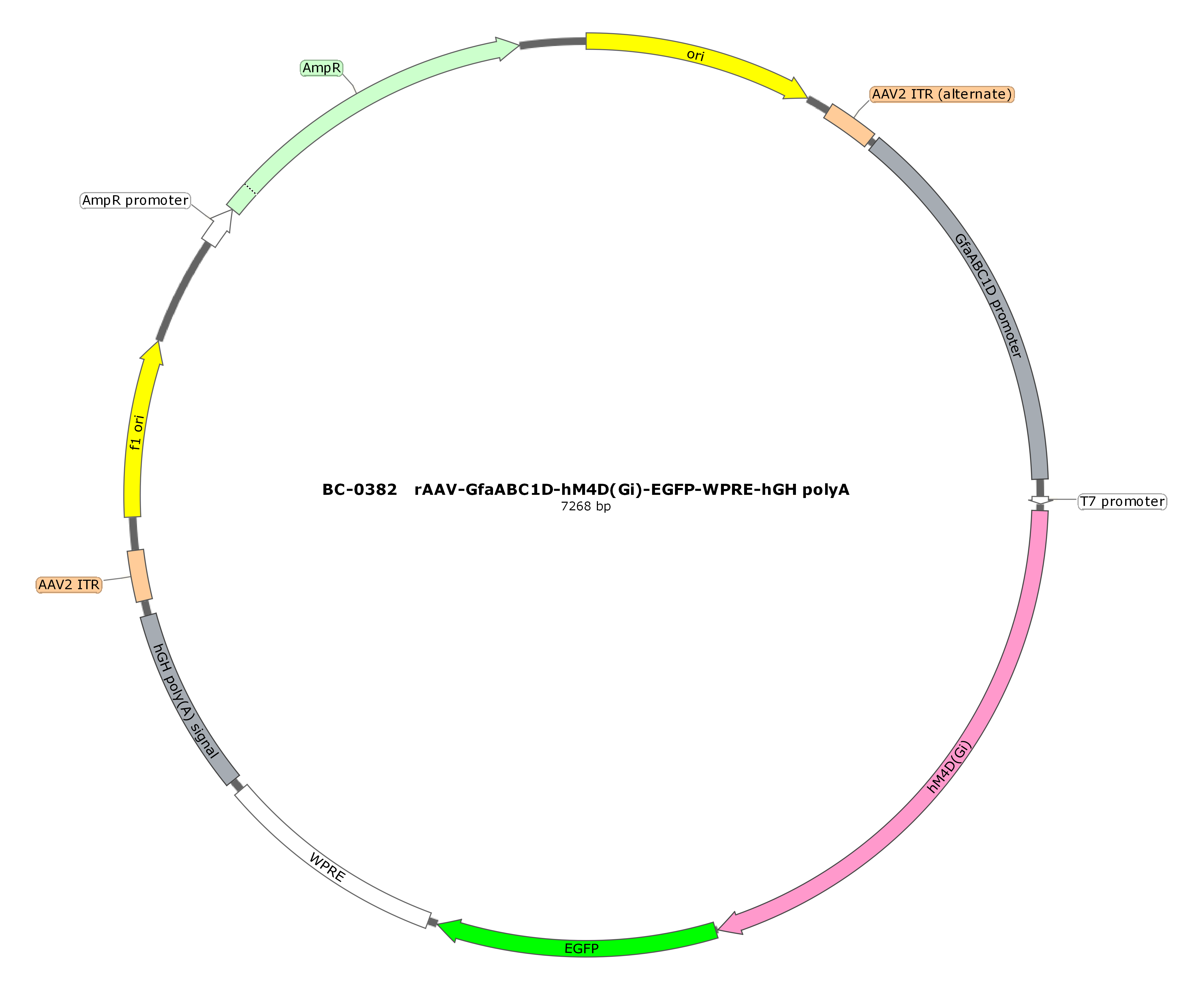 rAAV-GfaABC1D-hM4D(Gi)-EGFP  