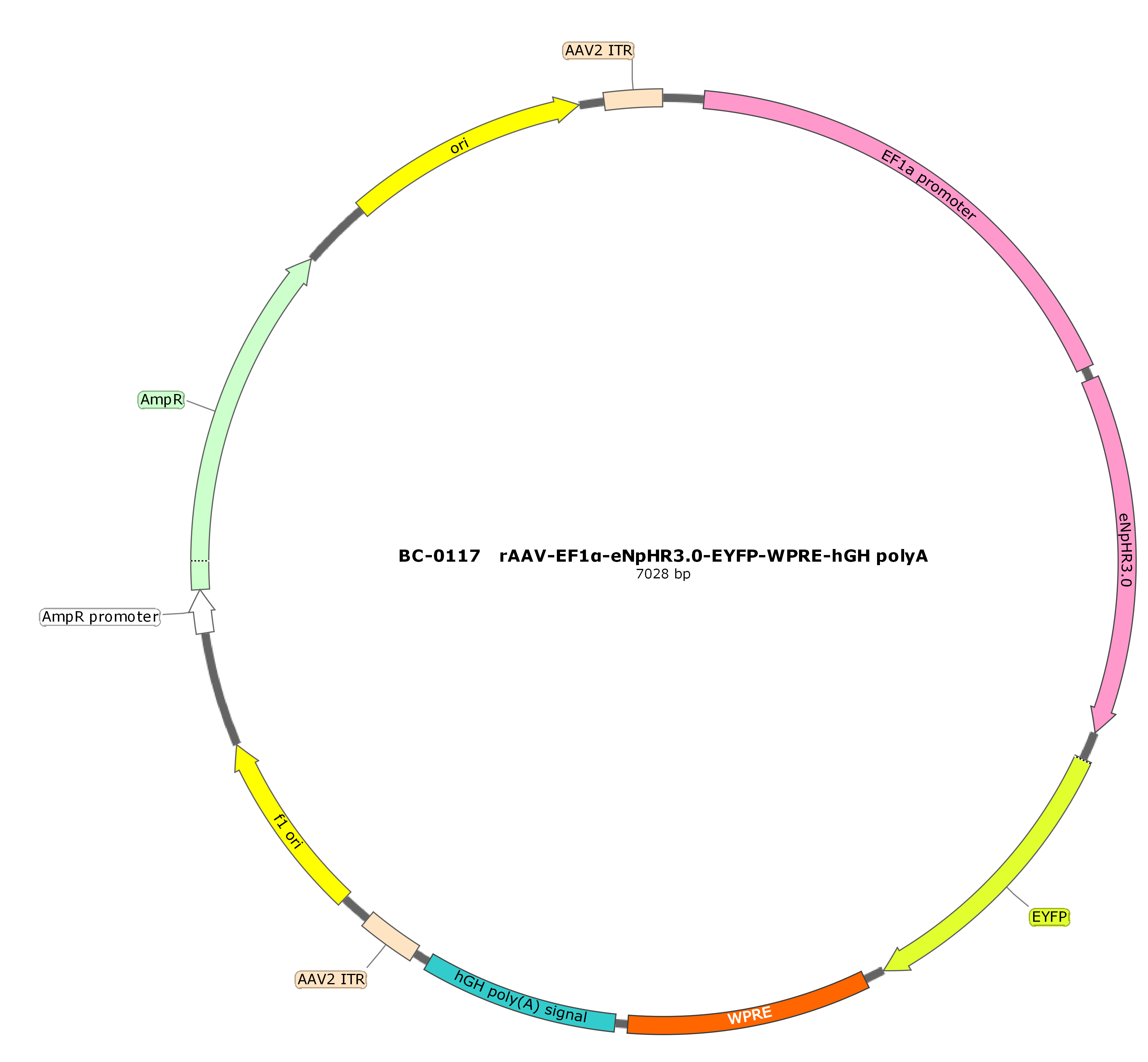 rAAV-EF1α-eNpHR3.0-EYFP  