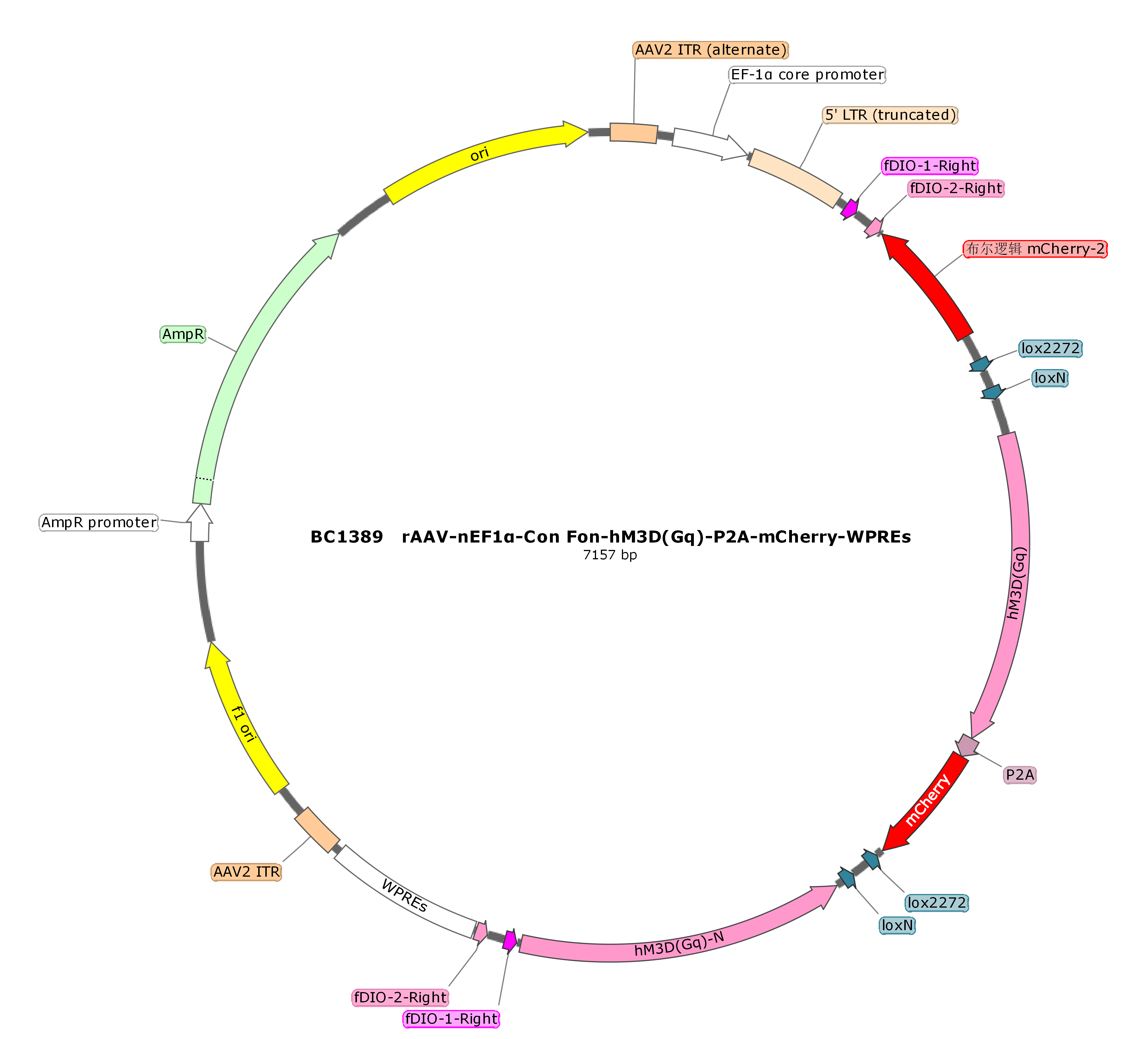 BC-1389  rAAV-nEF1α-Con Fon-hM3D(Gq)-P2A-mCherry 