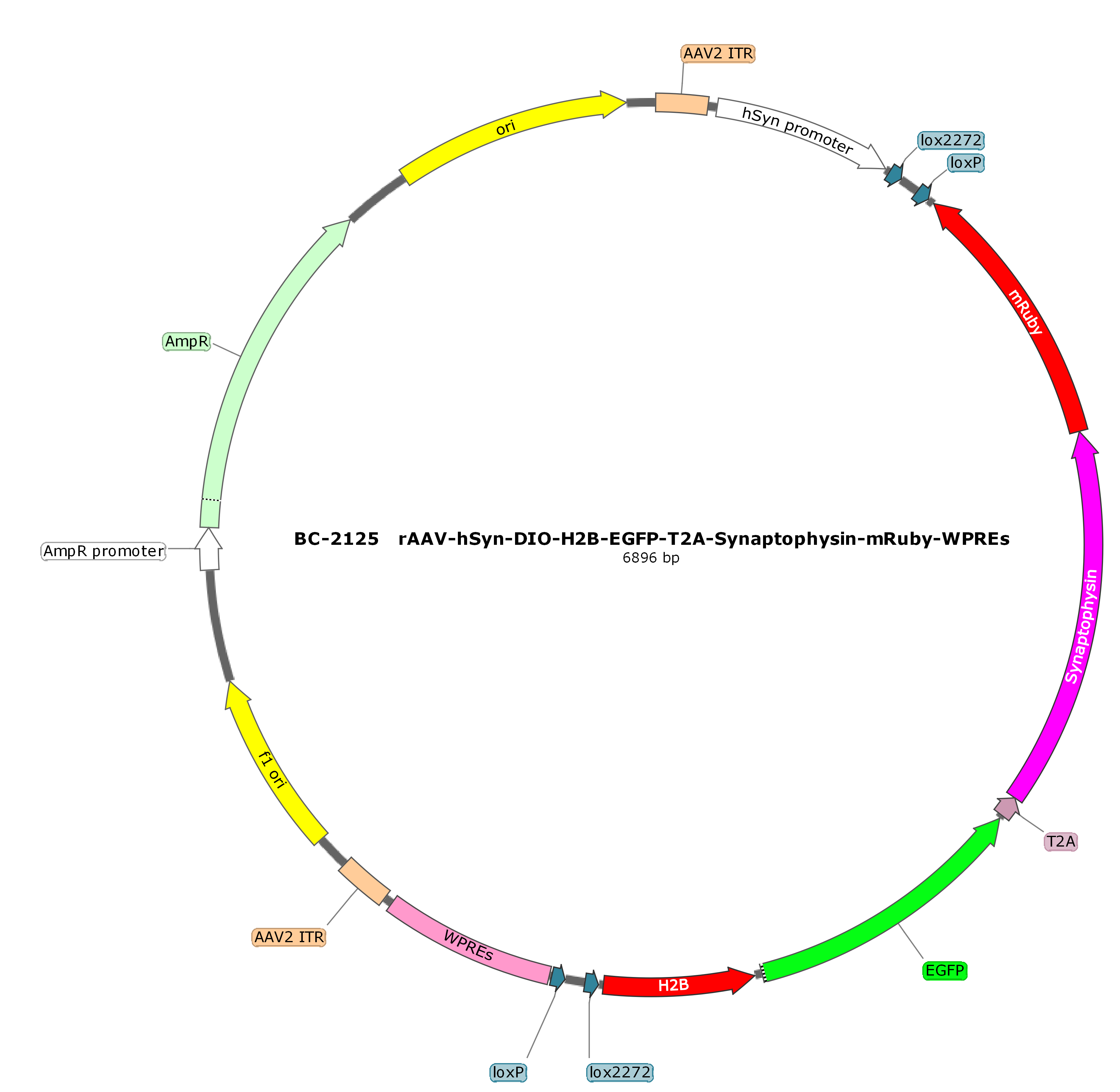 rAAV-hSyn-DIO-H2B-EGFP-T2A-Synaptophysin-mRuby 