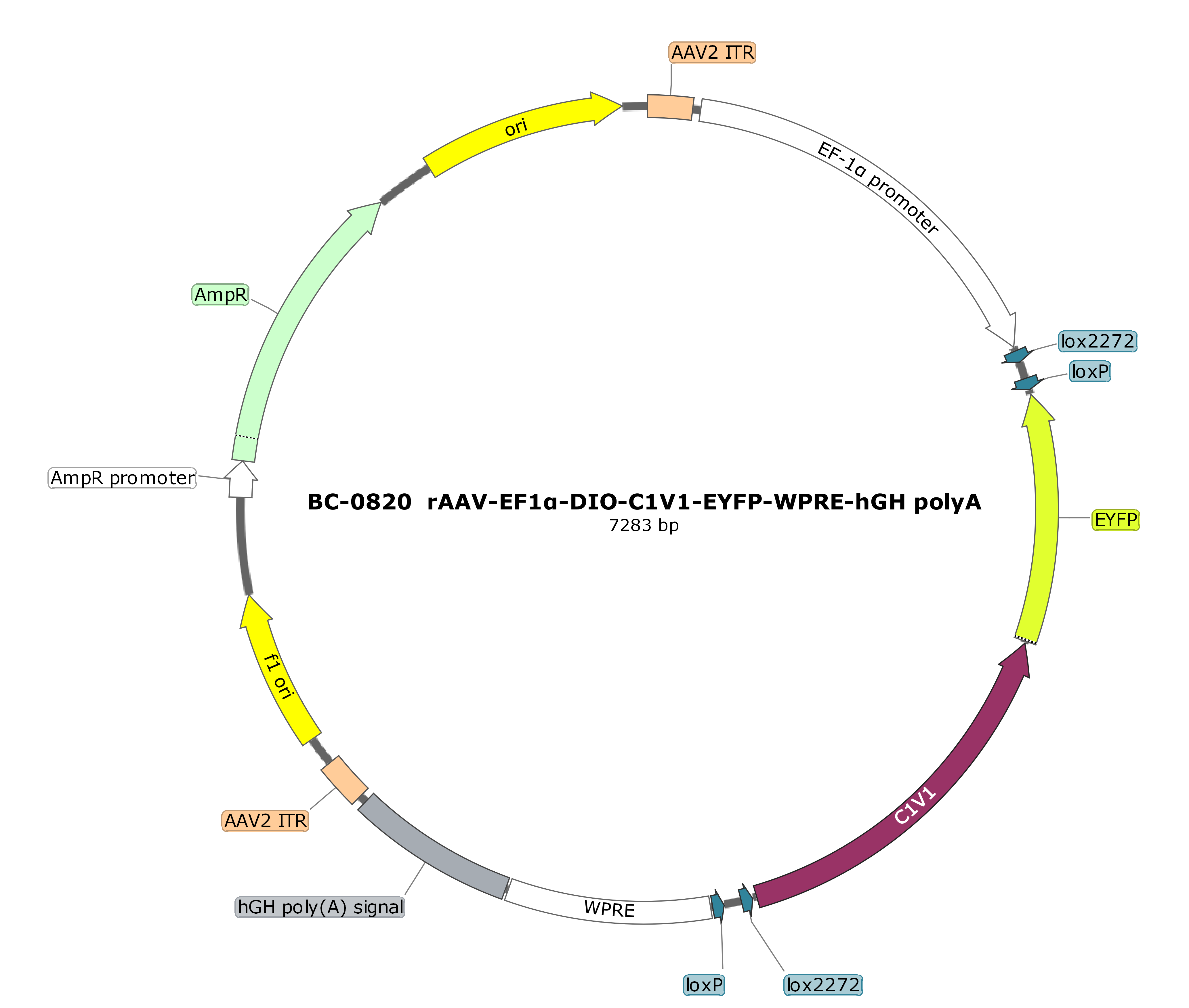 BC-0820  rAAV-EF1α-DIO-C1V1-EYFP