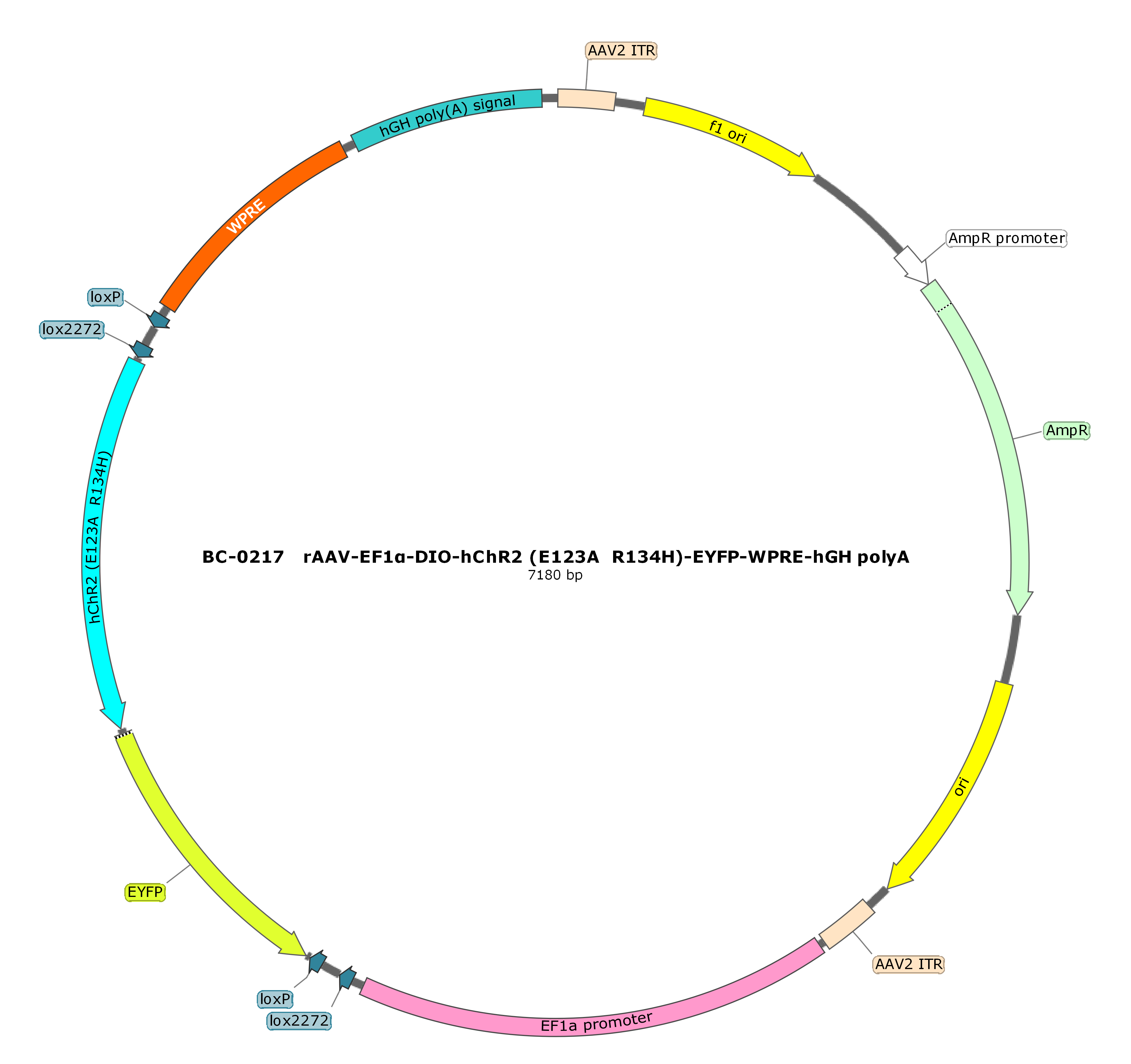 BC-0217  rAAV-EF1α-DIO-ChETA-EYFP
