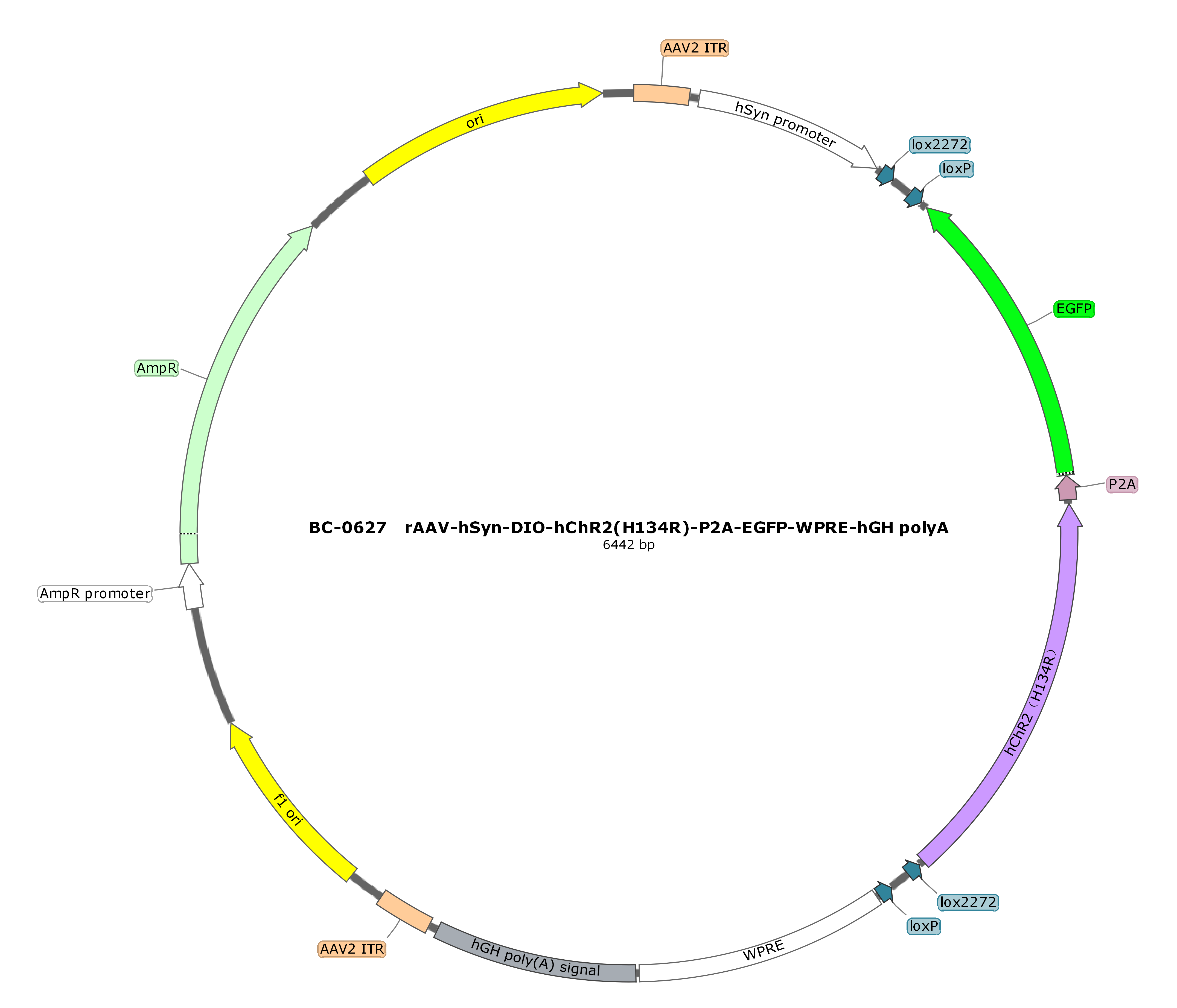 BC-0627  rAAV-hSyn-DIO-hChR2(H134R)-P2A-EGFP