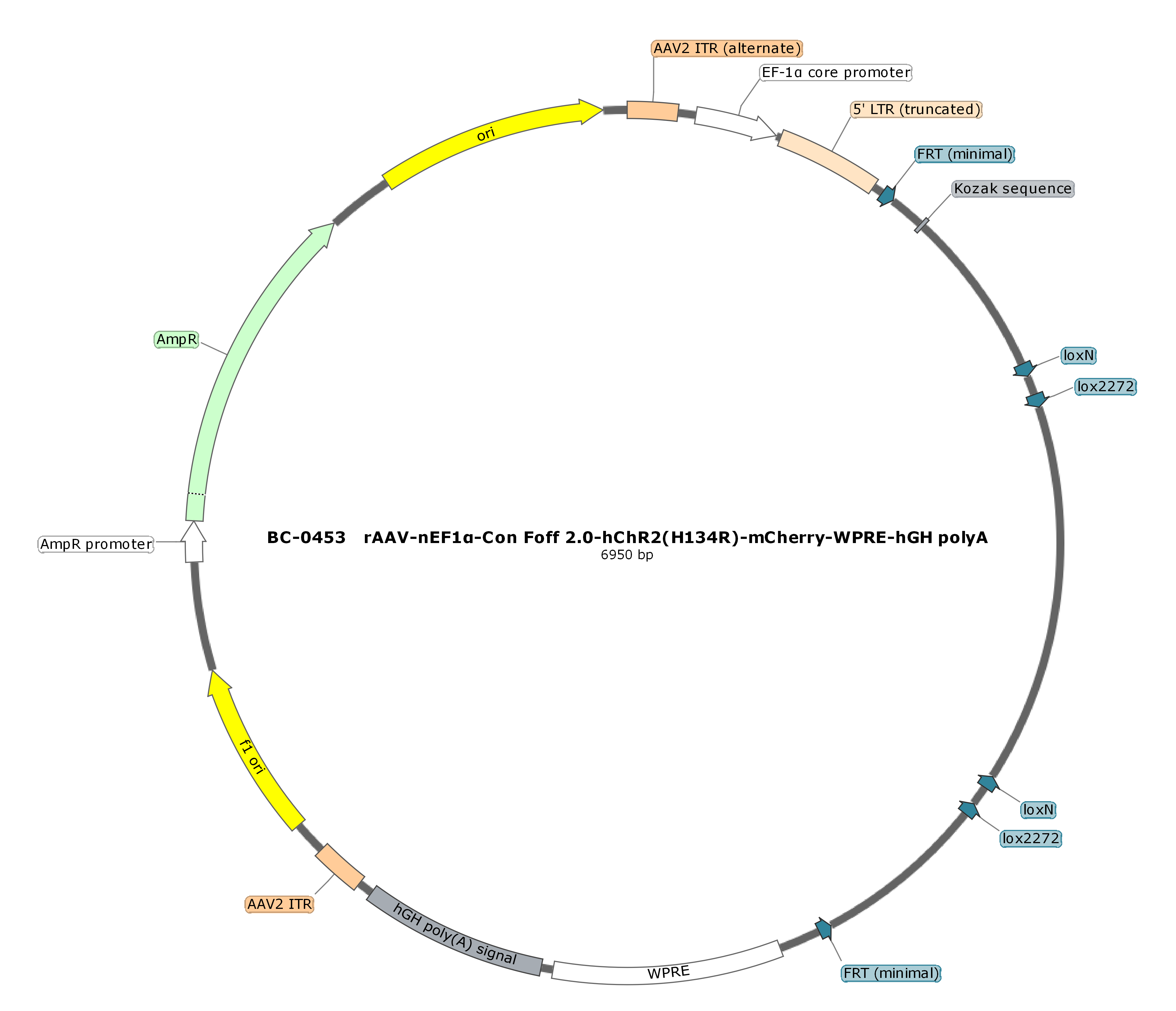 BC-0453  rAAV-nEF1α-Con Foff 2.0-hChR2(H134R)-mCherry