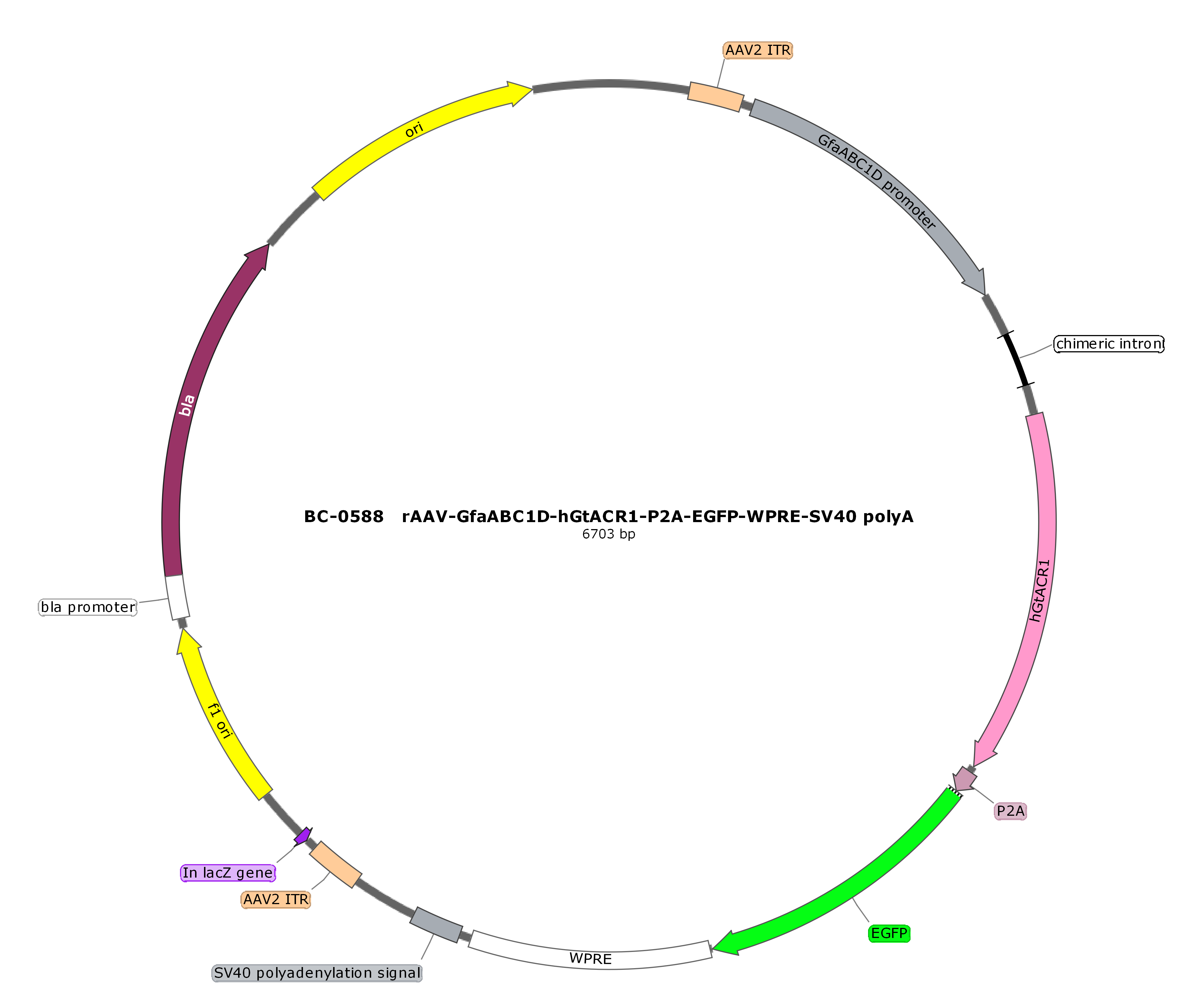 BC-0588  rAAV-GfaABC1D-hGtACR1-P2A-EGFP