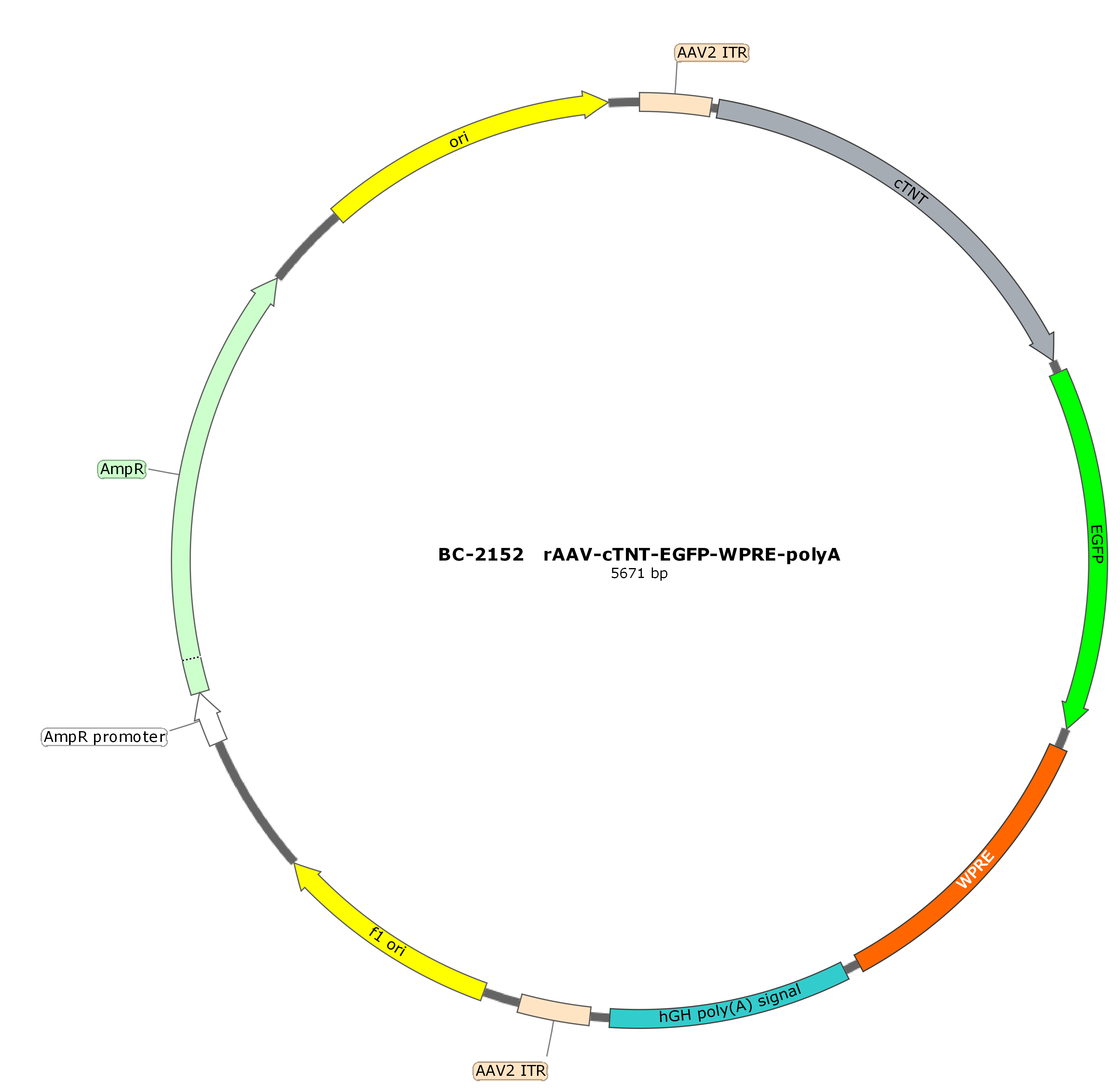 BC-2152 rAAV-cTNT-EGFP