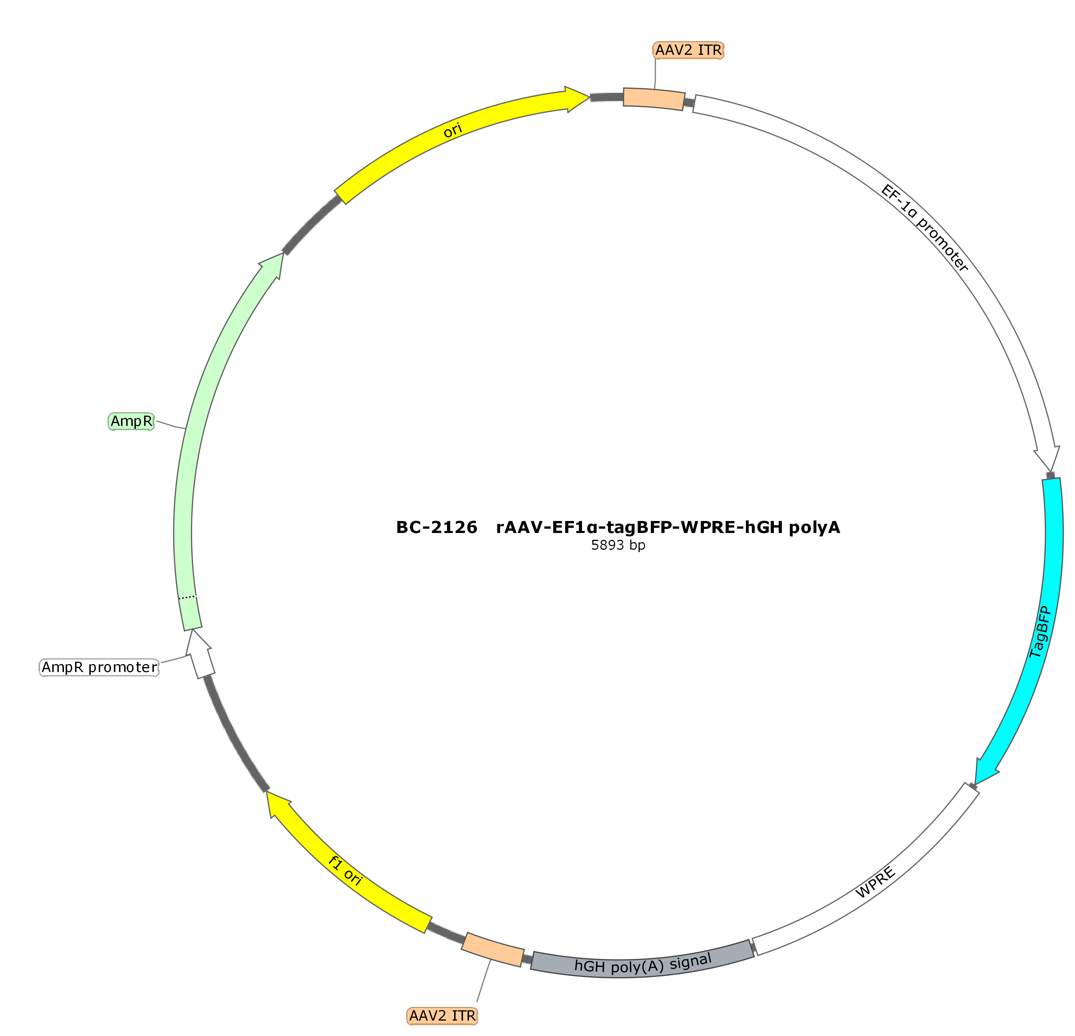 BC-2126 rAAV-EF1α-tagBFP  