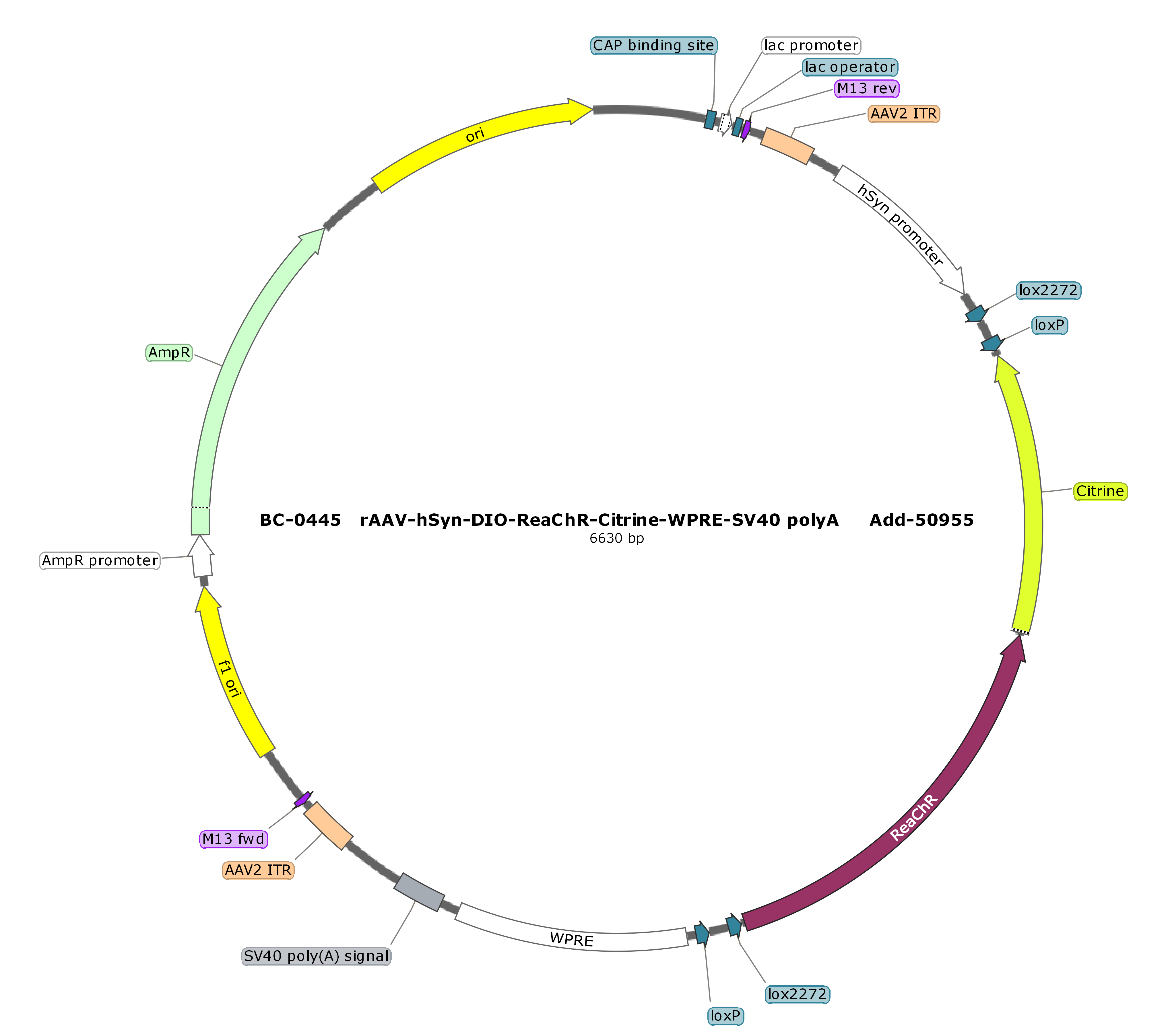 BC-0445  rAAV-hSyn-DIO-ReaChR-Citrine（Testing Report attached）