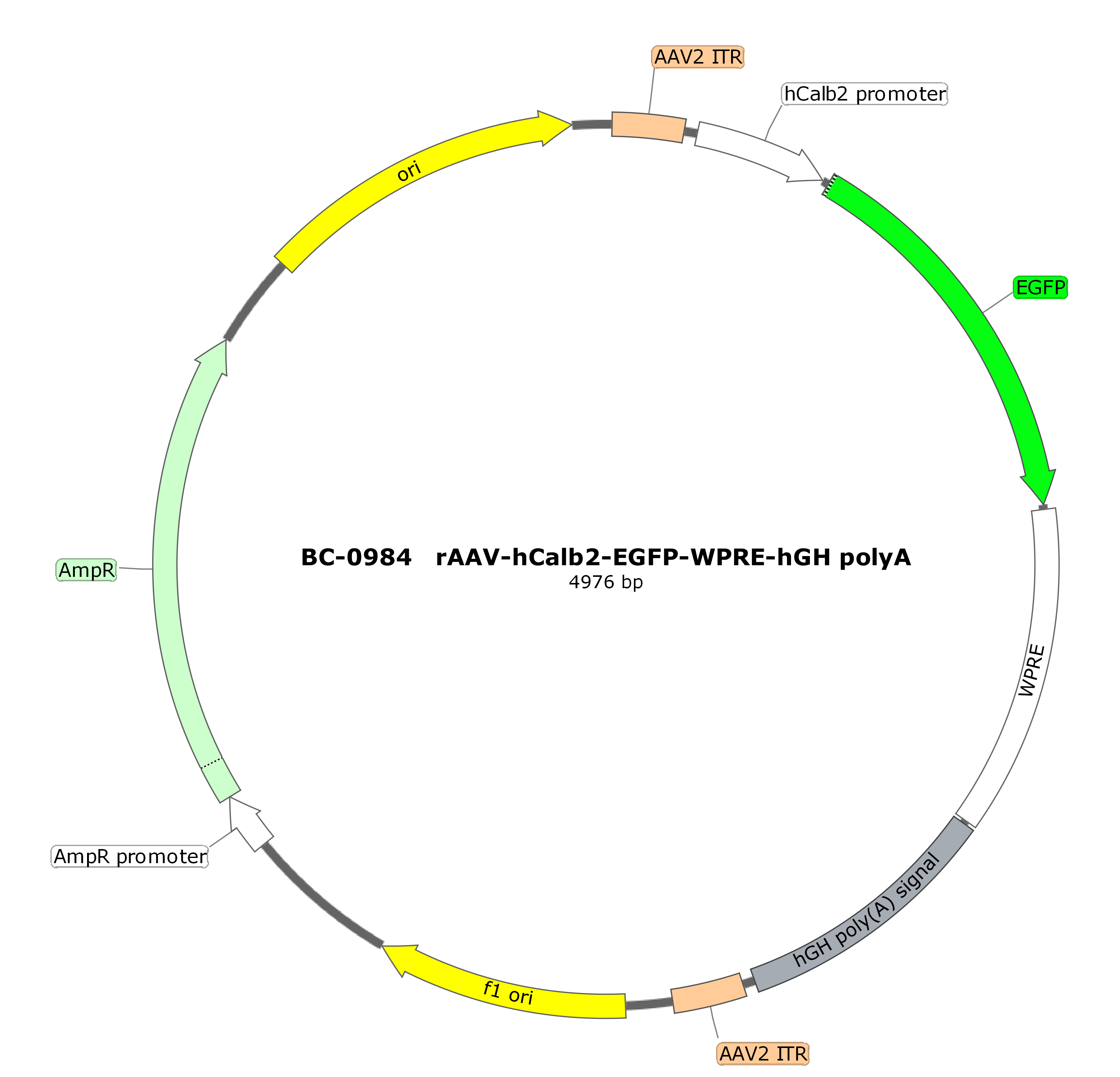 BC-0984  rAAV-hCalb2-EGFP  