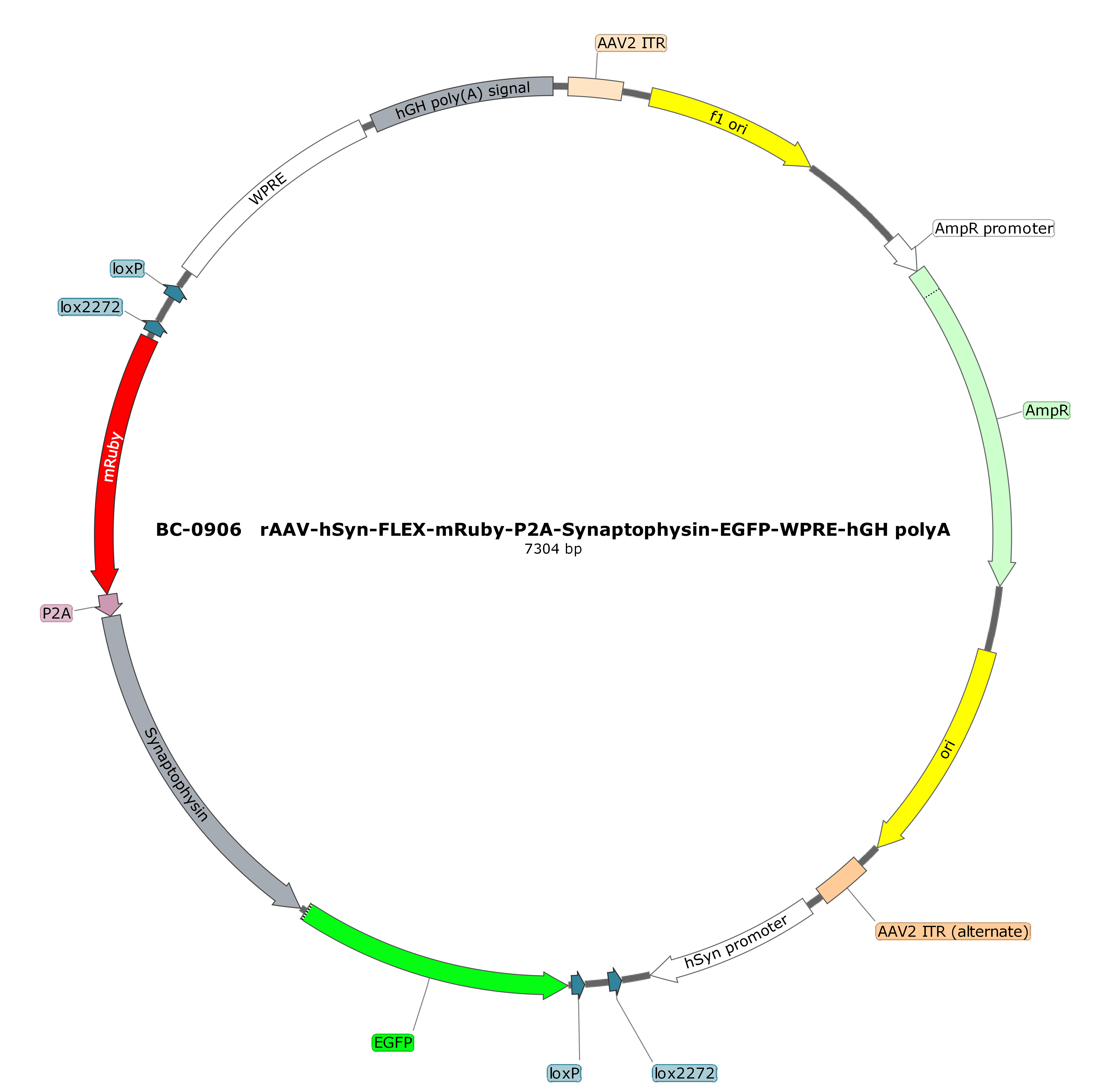 BC-0906  rAAV-hSyn-FLEX-mRuby-P2A-Synaptophysin-EGFP  