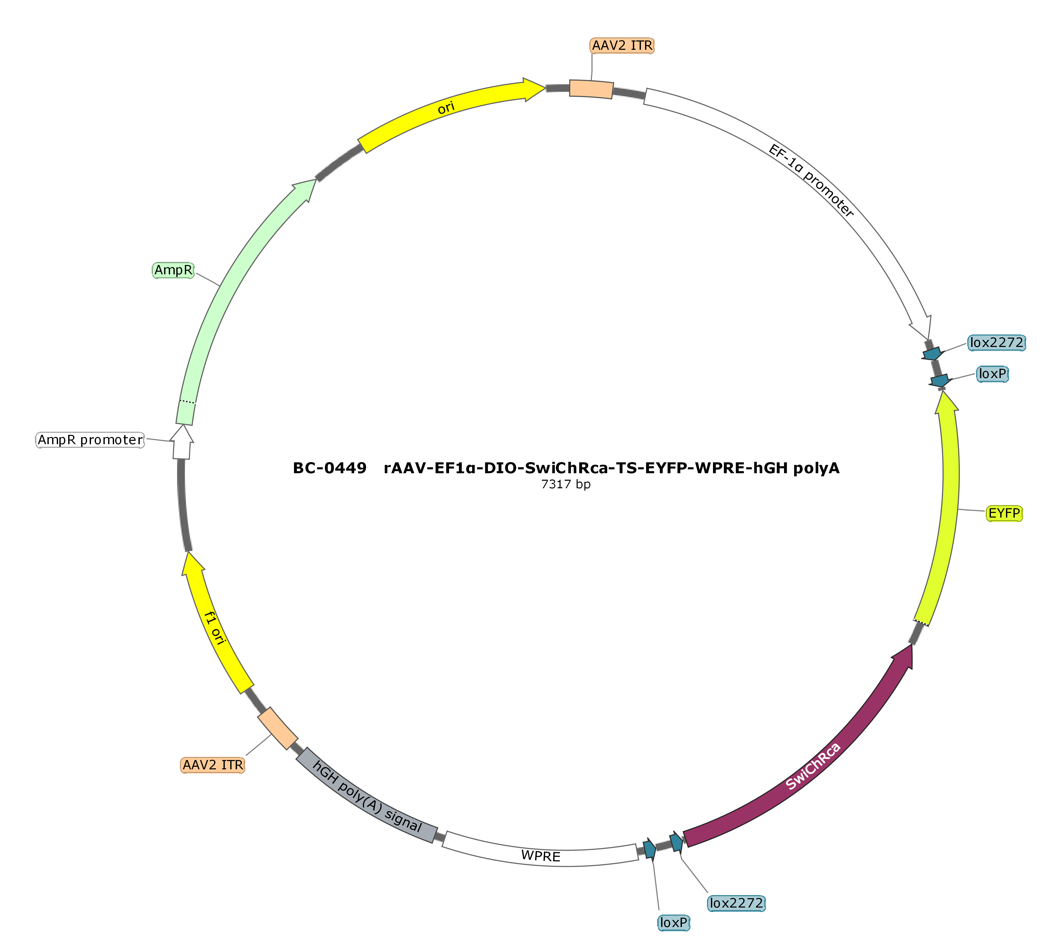 BC-0449  rAAV-EF1α-DIO-SwiChRca-TS-EYFP