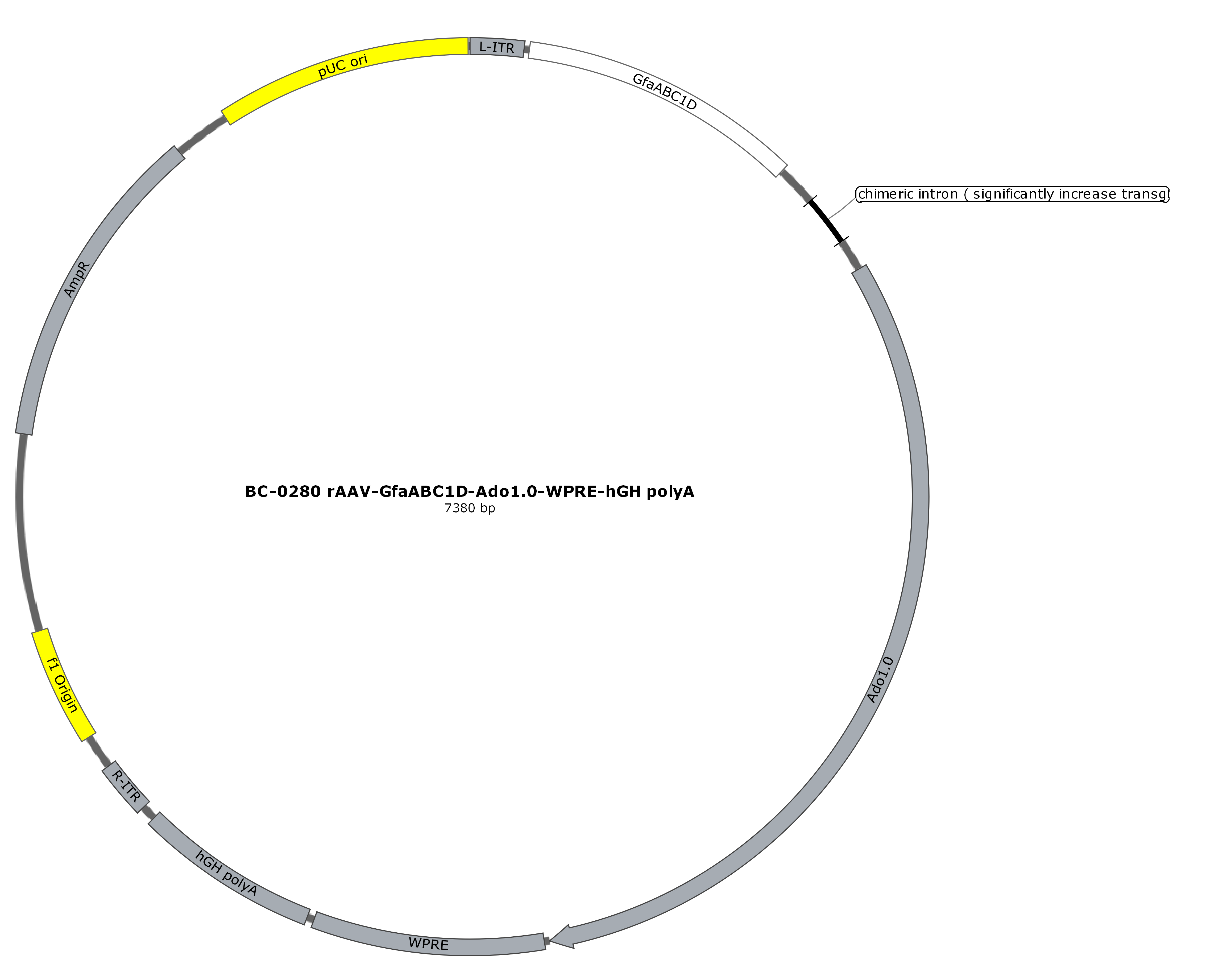 BC-0280 rAAV-GfaABC1D-Ado1.0 