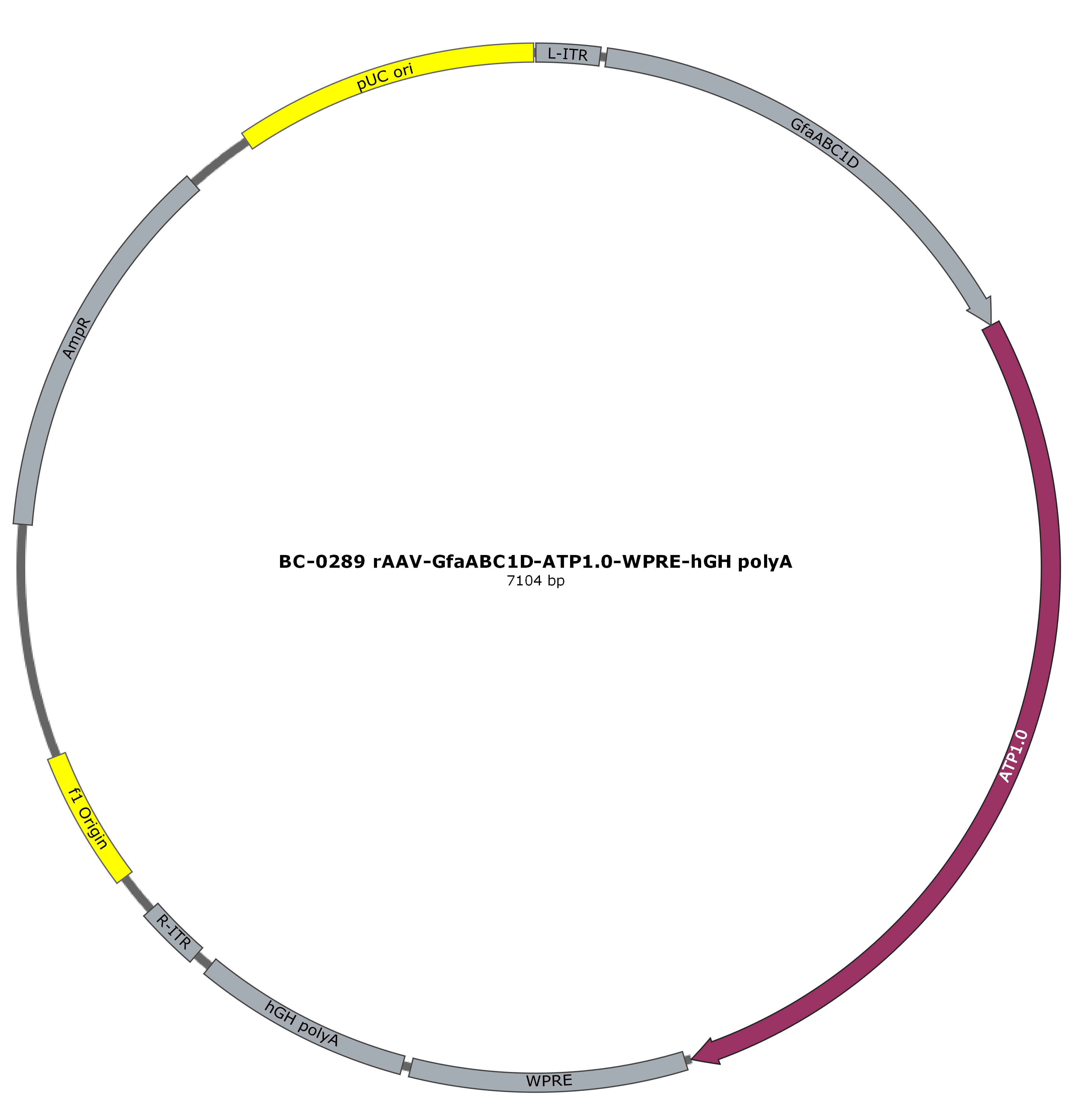 BC-0289 rAAV-GfaABC1D-ATP1.0  