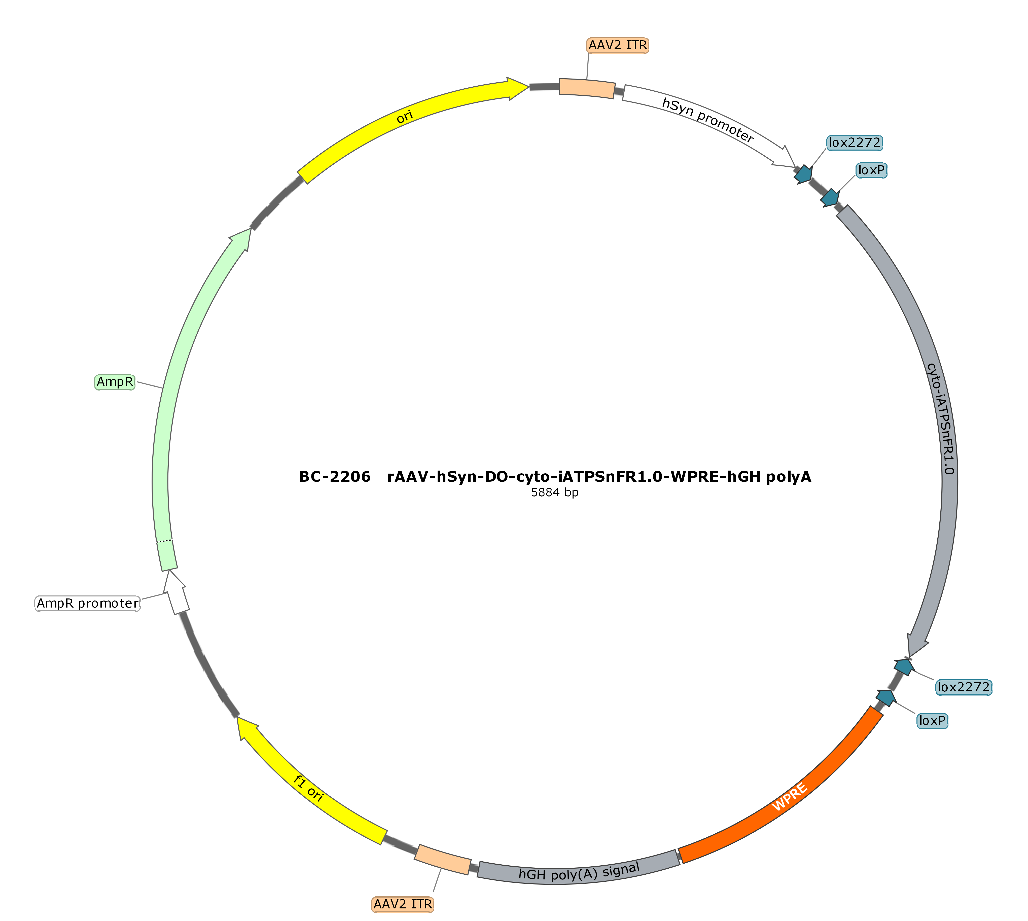 BC-2206 rAAV-hSyn-DO-cyto-iATPSnFR1.0  