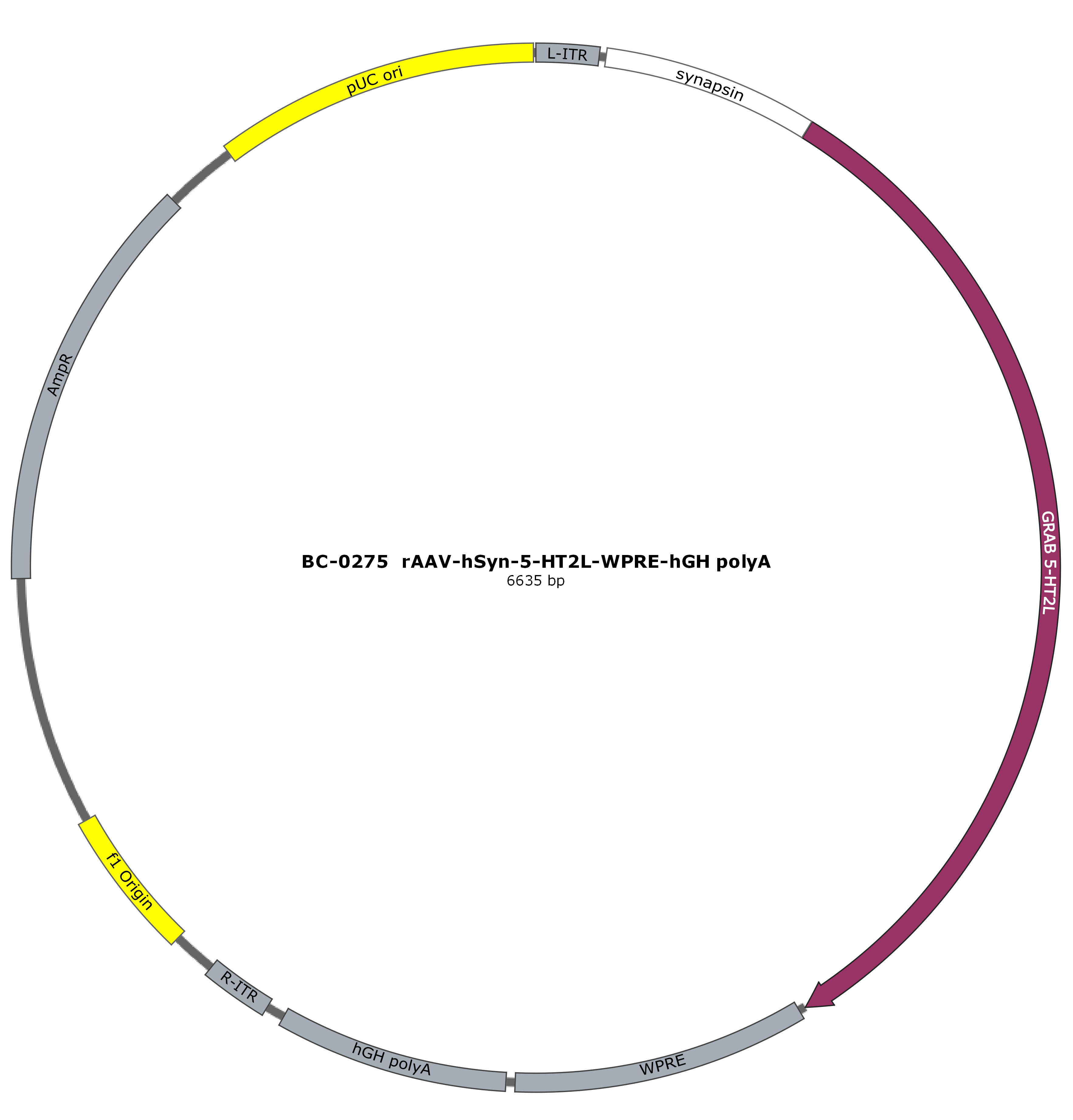 BC-0275 rAAV-hSyn-5-HT2L  