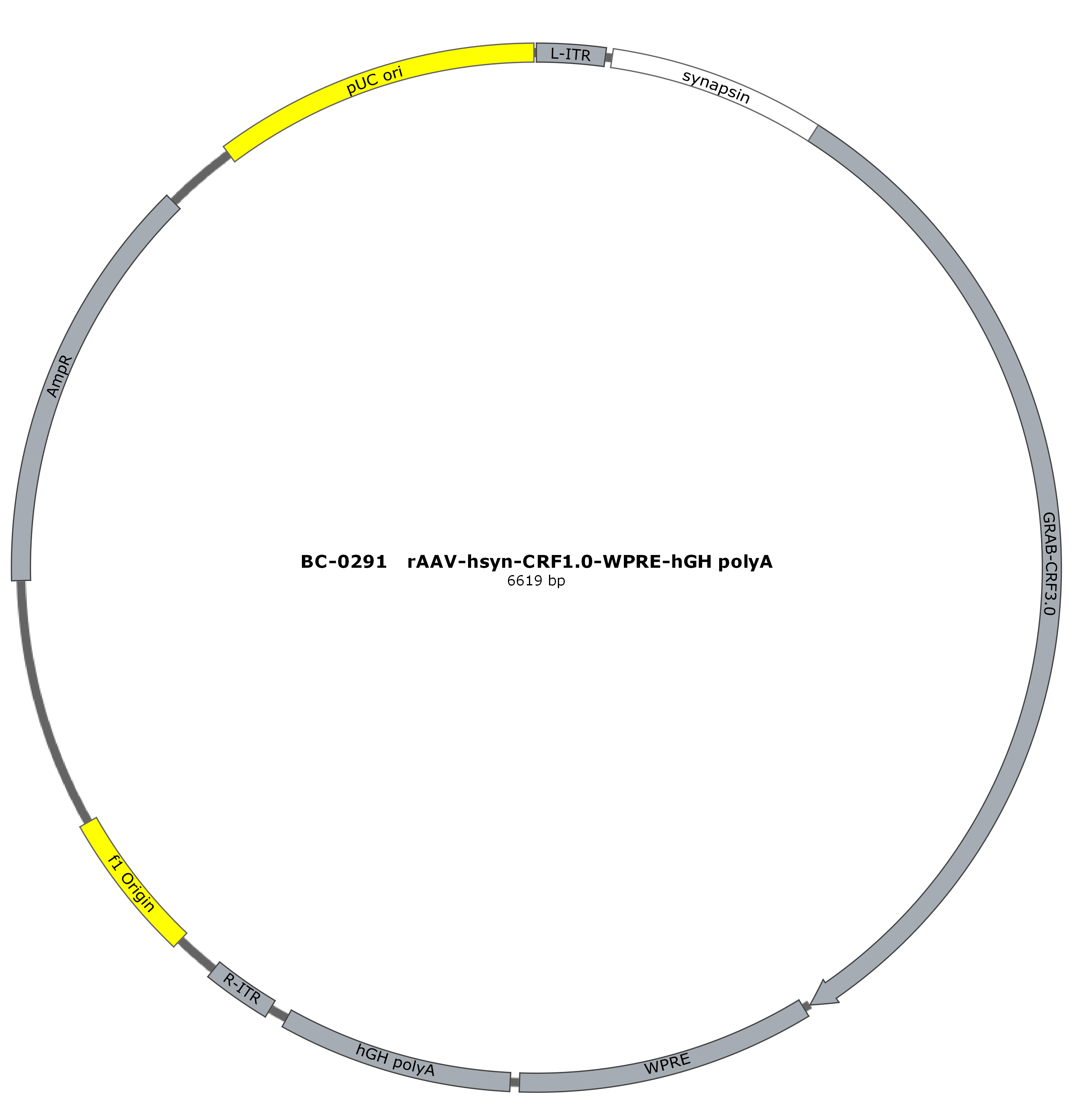 BC-0291 rAAV-hSyn-CRF1.0  
