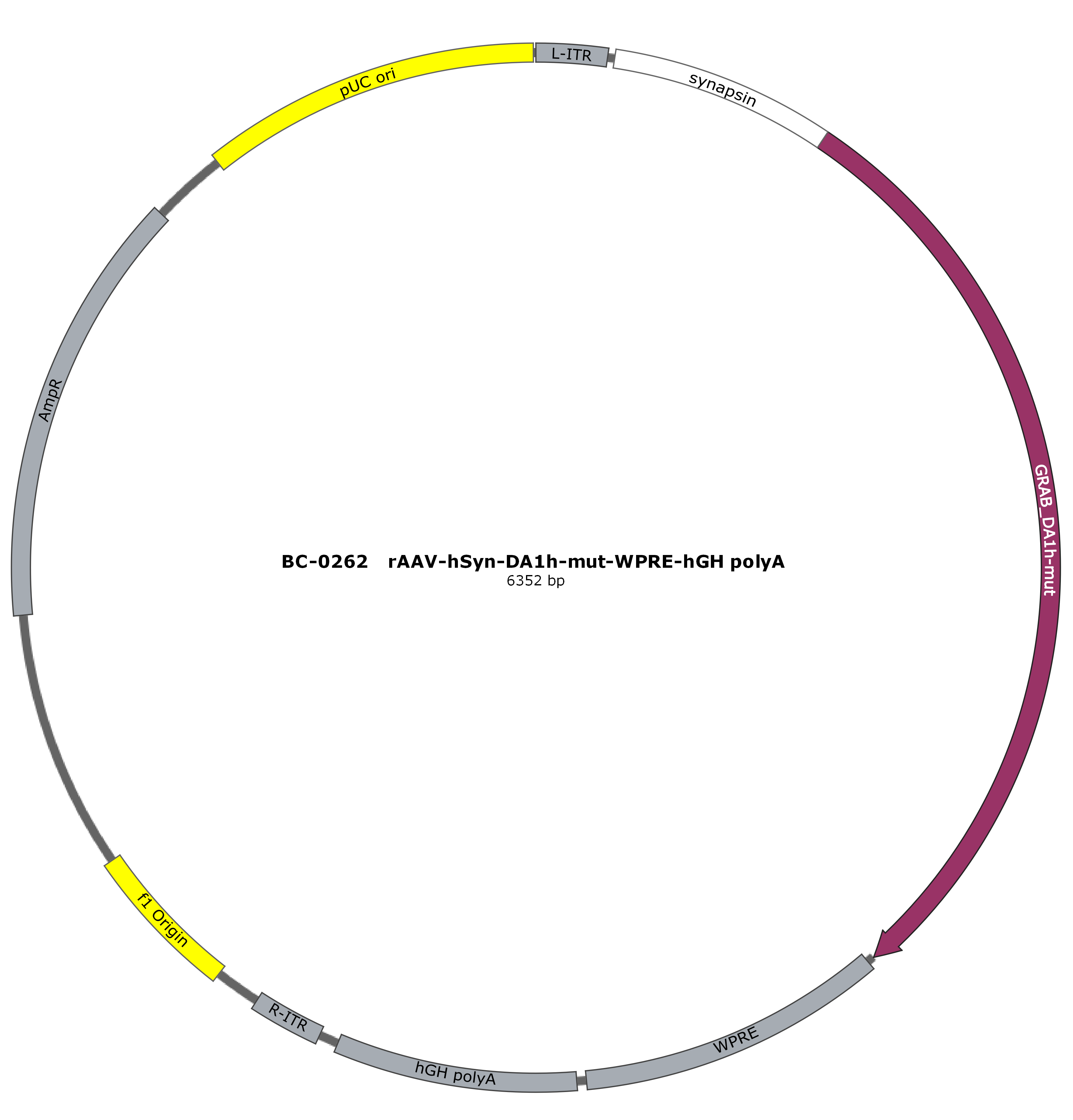 BC-0262 rAAV-hSyn-DA1h-mut   