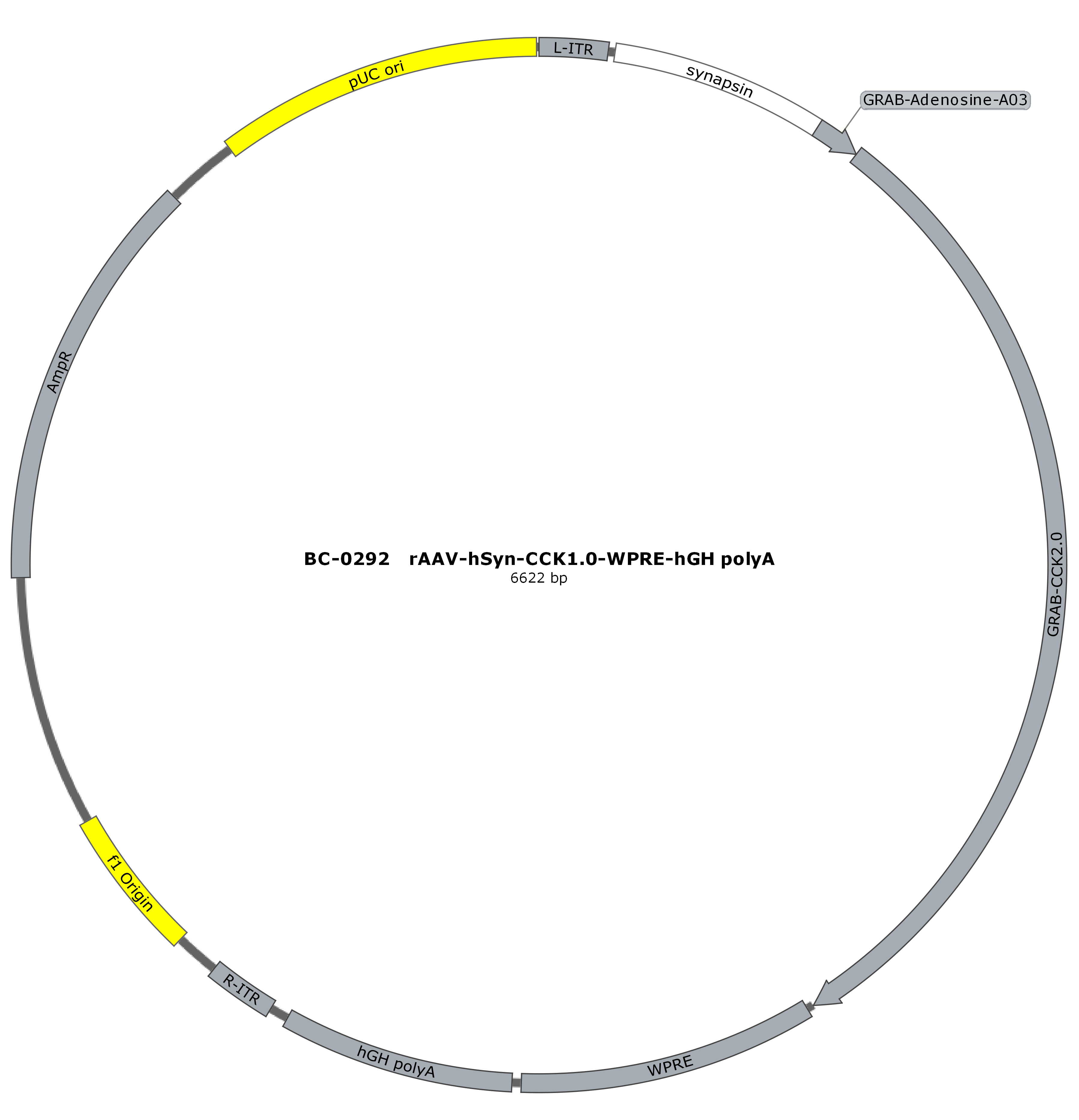 rAAV-hSyn-CCK0.5  