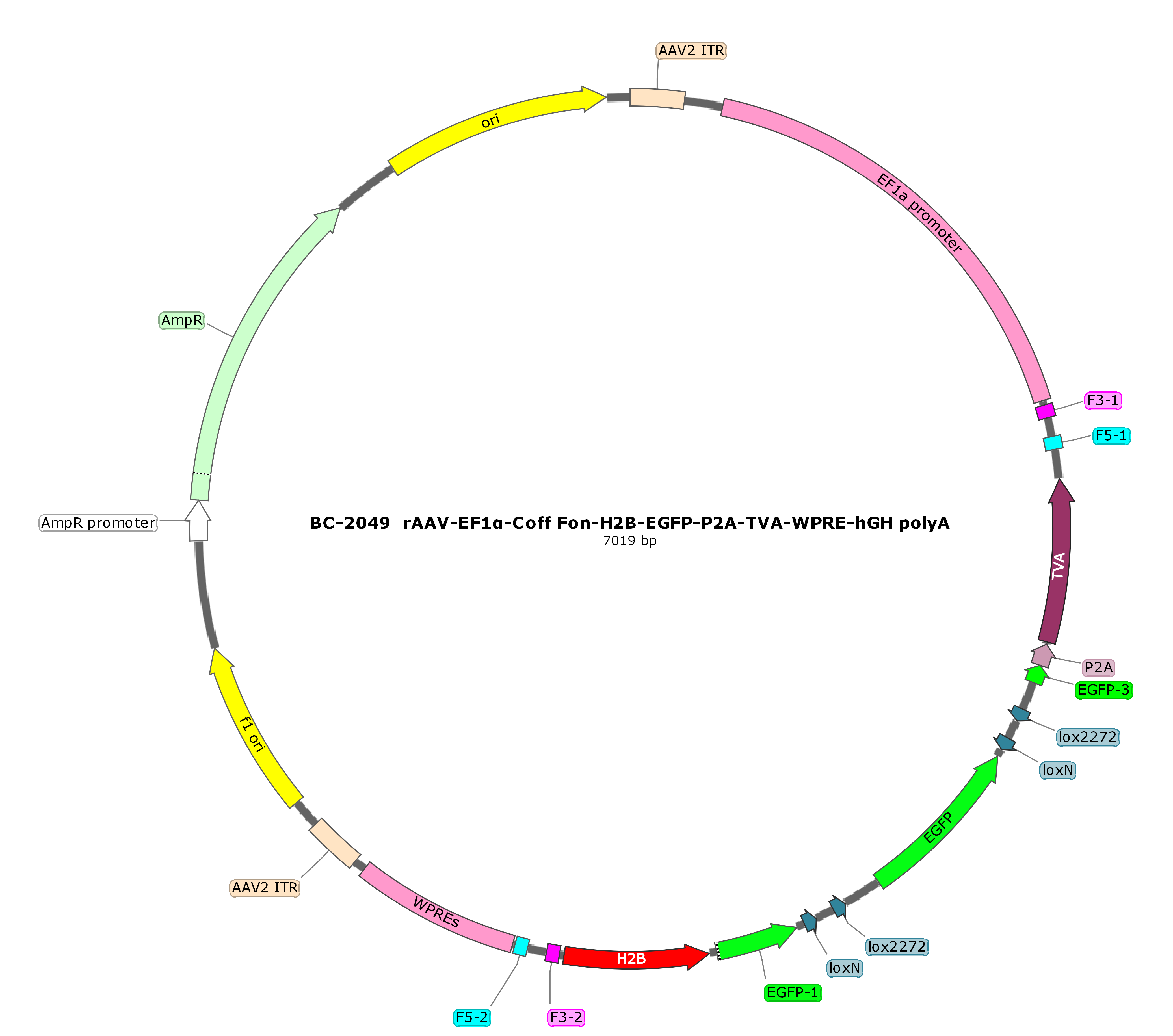 BC-2049 rAAV-EF1α-Coff Fon-H2B-EGFP-P2A-TVA  