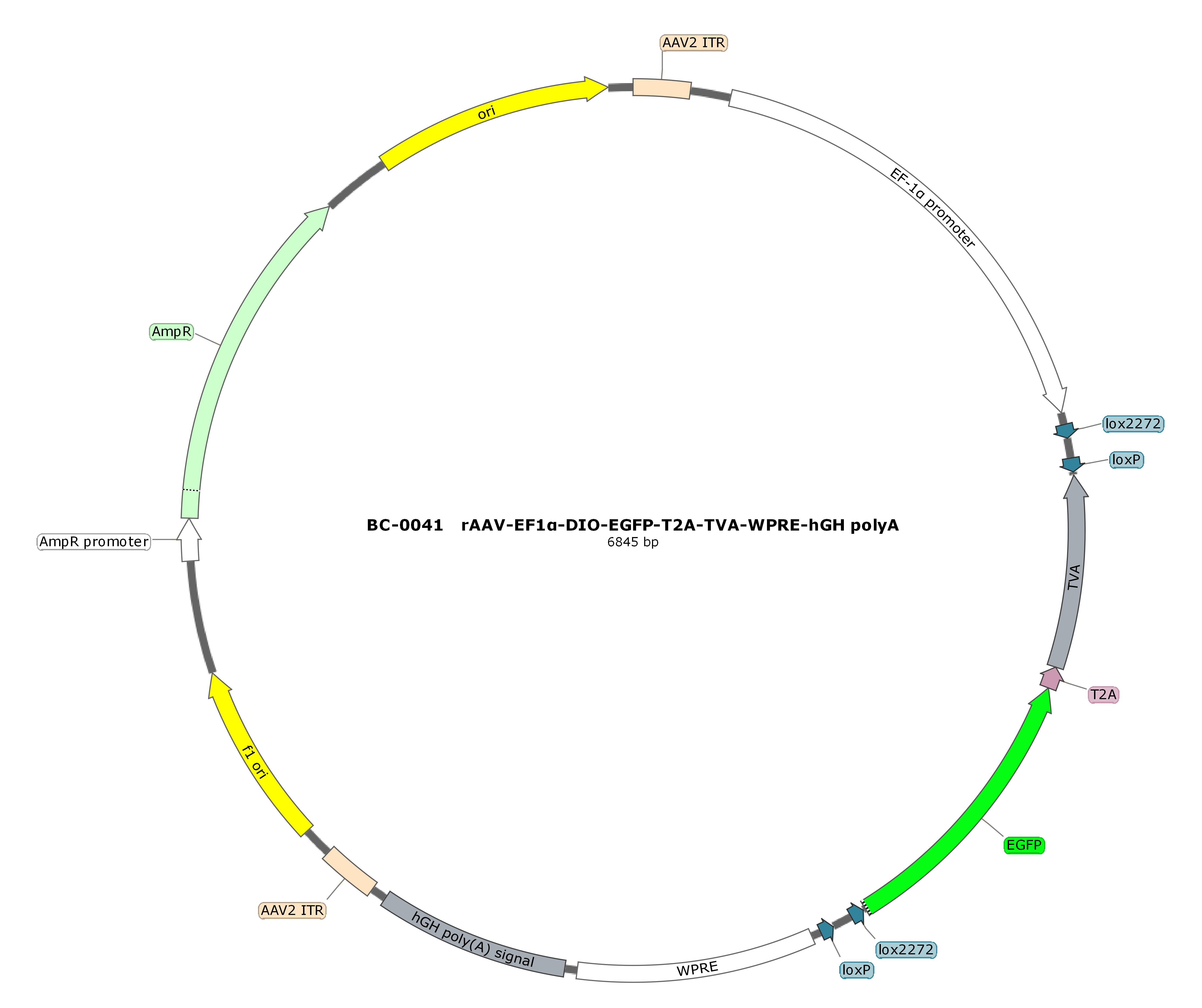 BC-0041 rAAV-EF1α-DIO-EGFP-T2A-TVA  