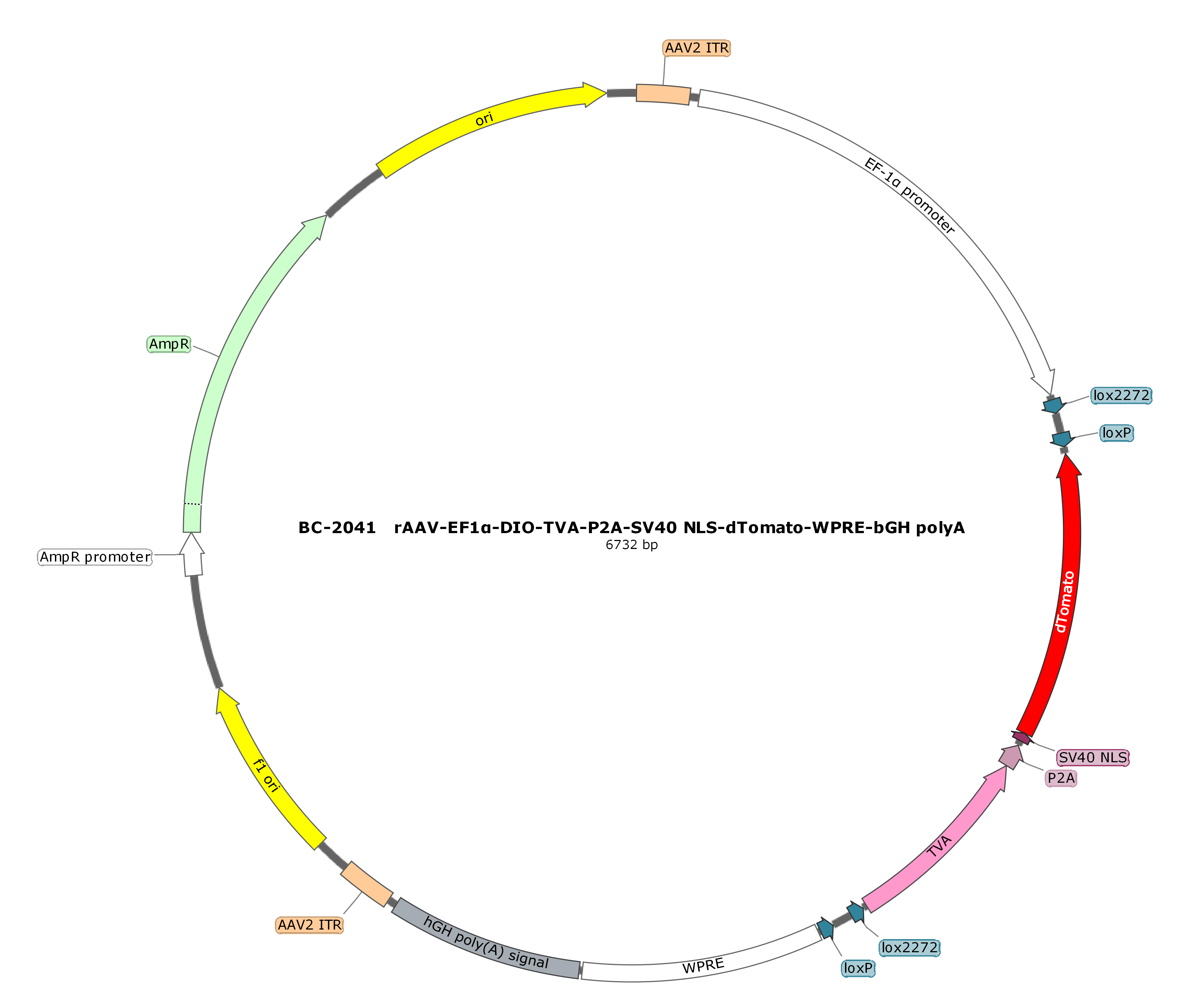 BC-2041 rAAV-EF1α-DIO-TVA-P2A-NLS-dTomato  