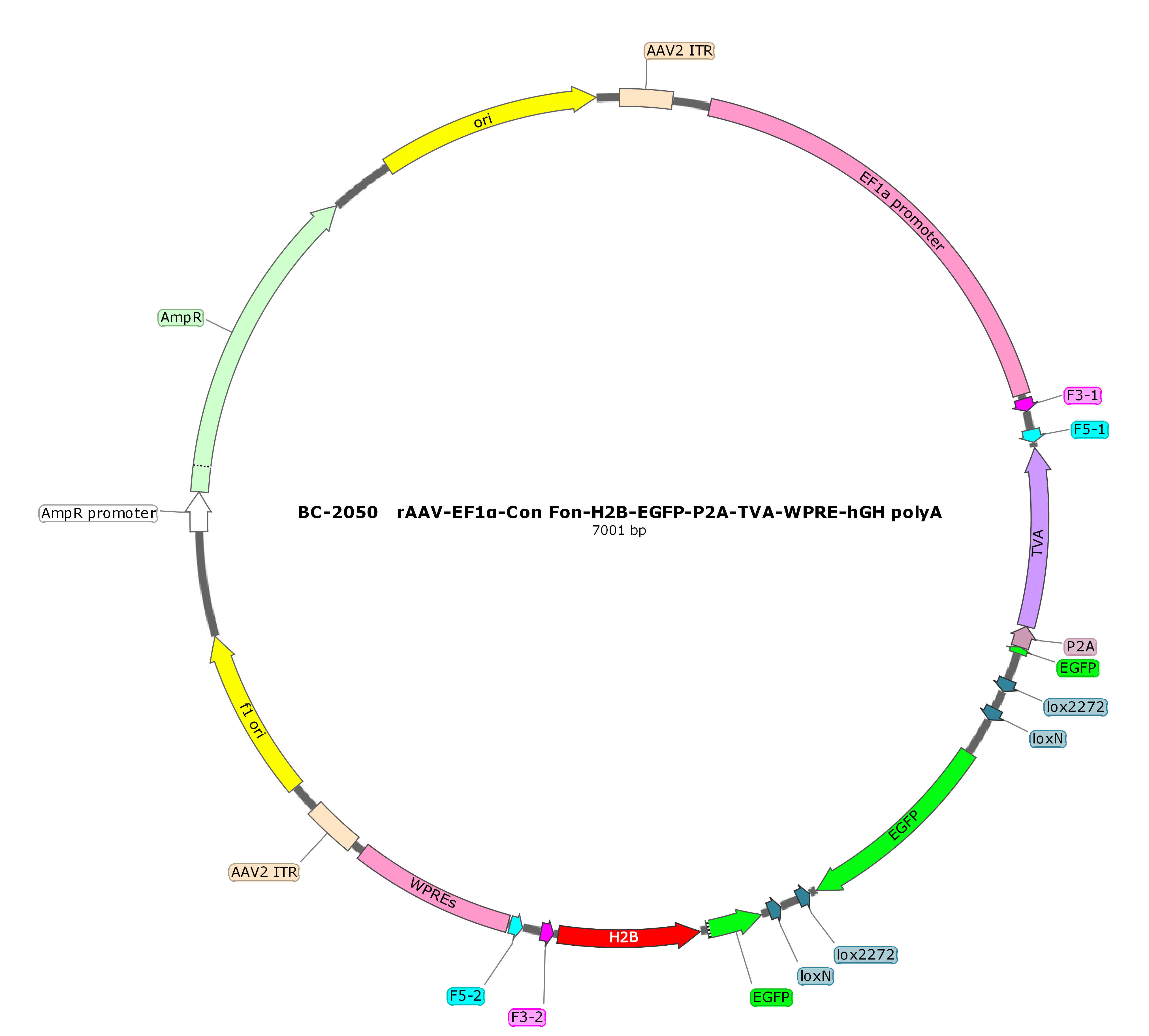 BC-2050 rAAV-EF1α-Con Fon-H2B-EGFP-P2A-TVA  