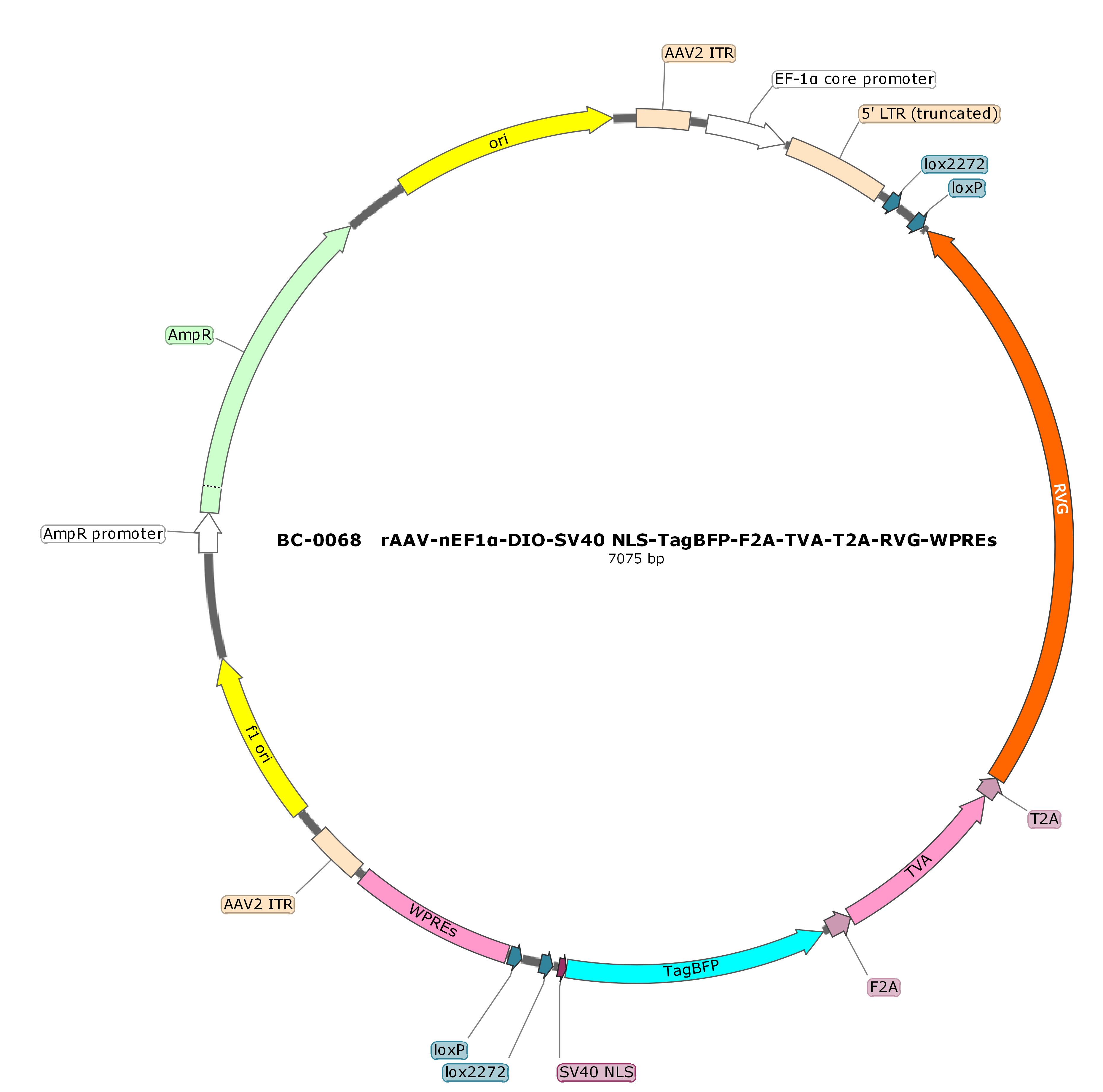 BC-0068 rAAV-nEF1α-DIO-NLS-BFP-F2A-TVA-T2A-RVG 