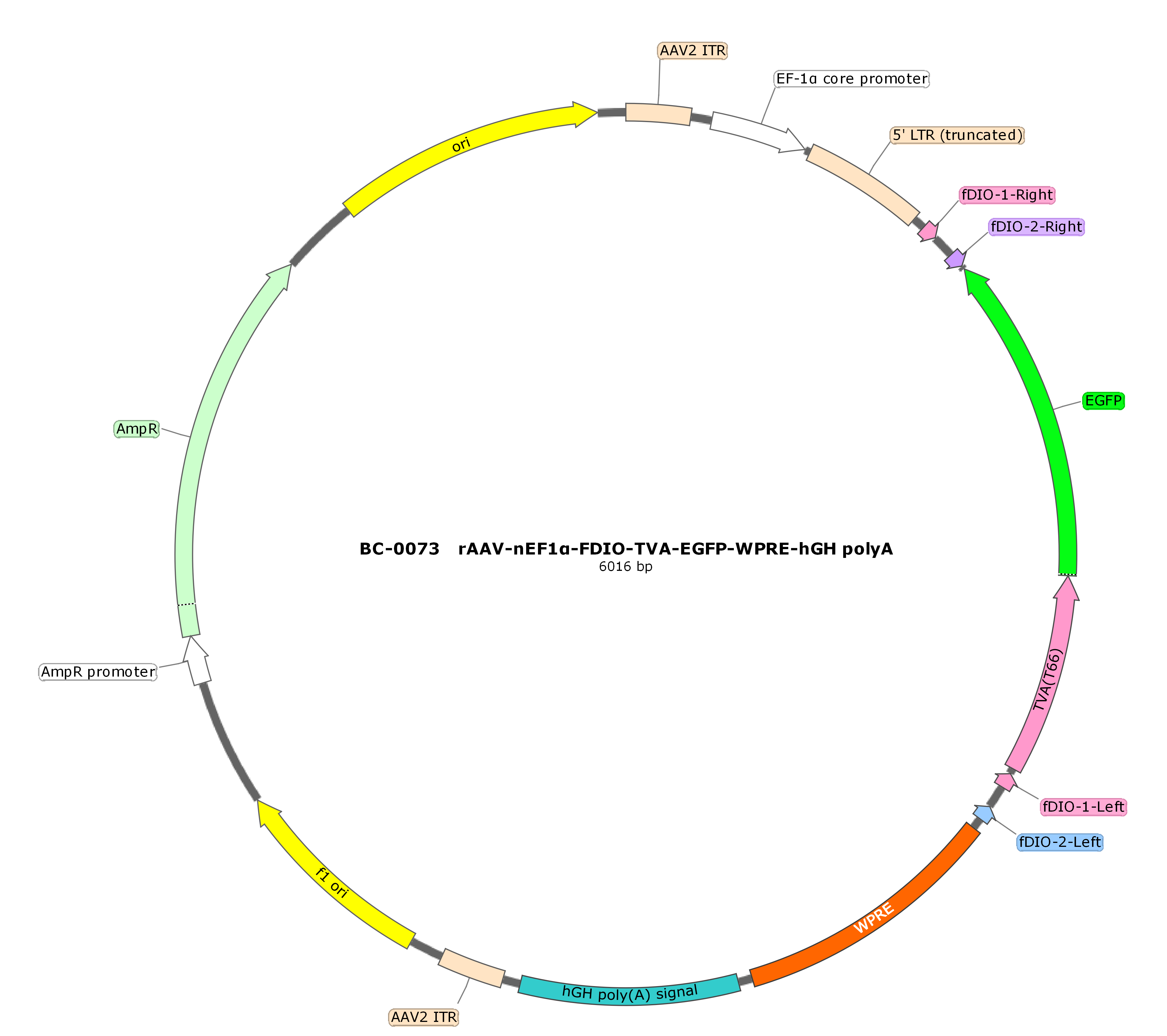 BC-0073 rAAV-nEF1α-FDIO-TVA-EGFP  