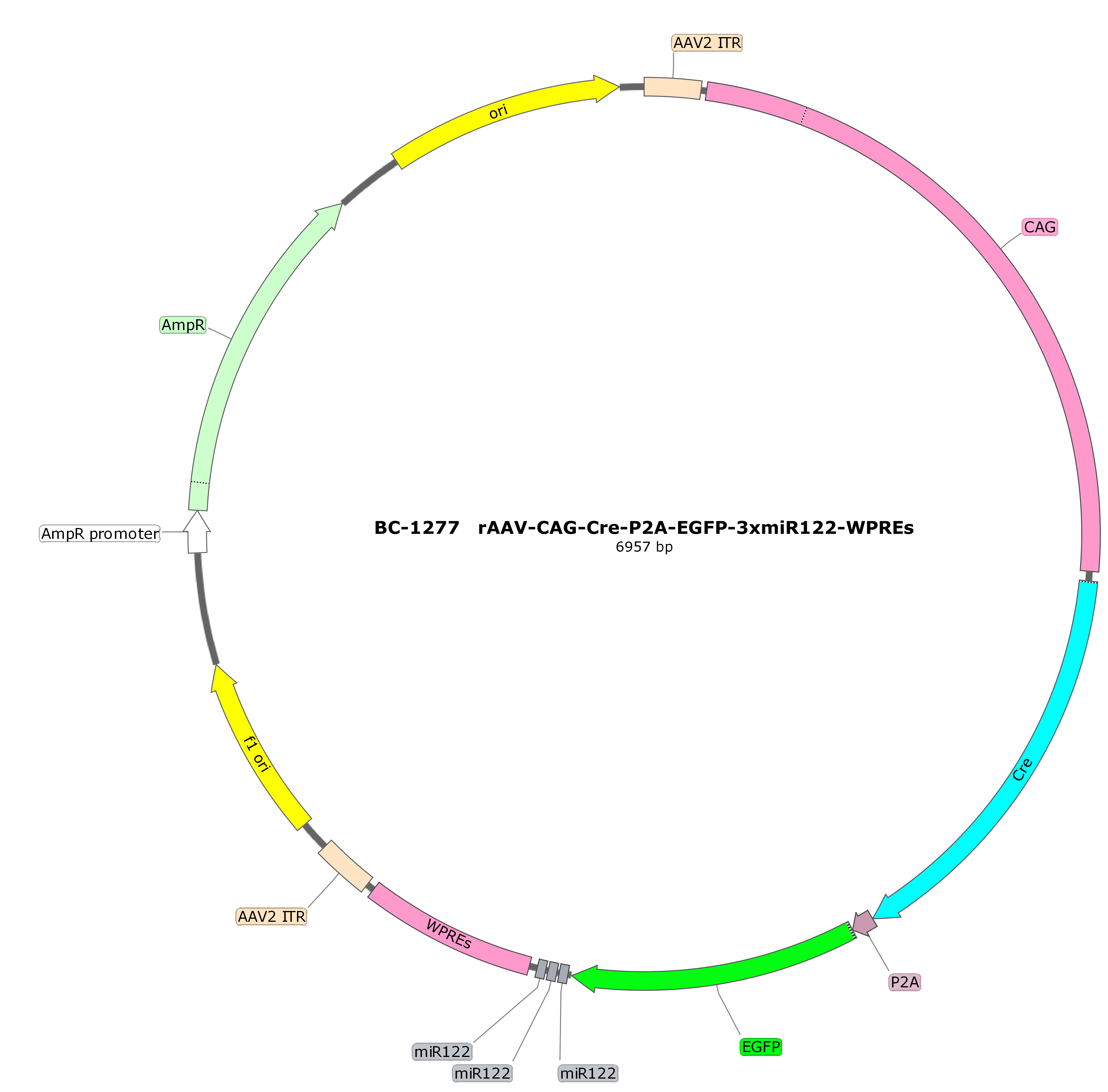 BC-1277 rAAV-CAG-Cre-P2A-EGFP-3xmiR122 
