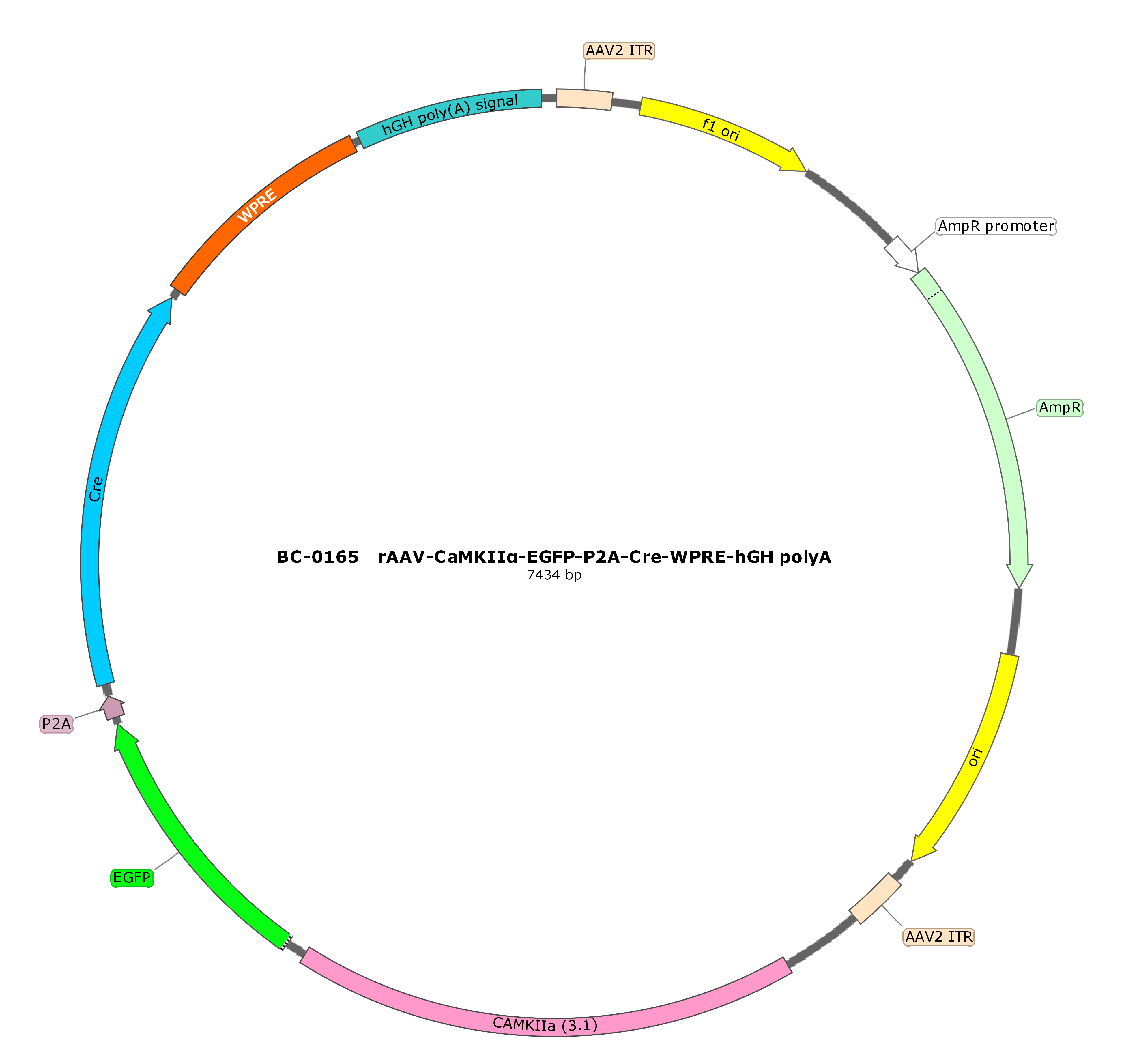 BC-0165 rAAV-CaMKIIα-EGFP-P2A-SV40 NLS-Cre  