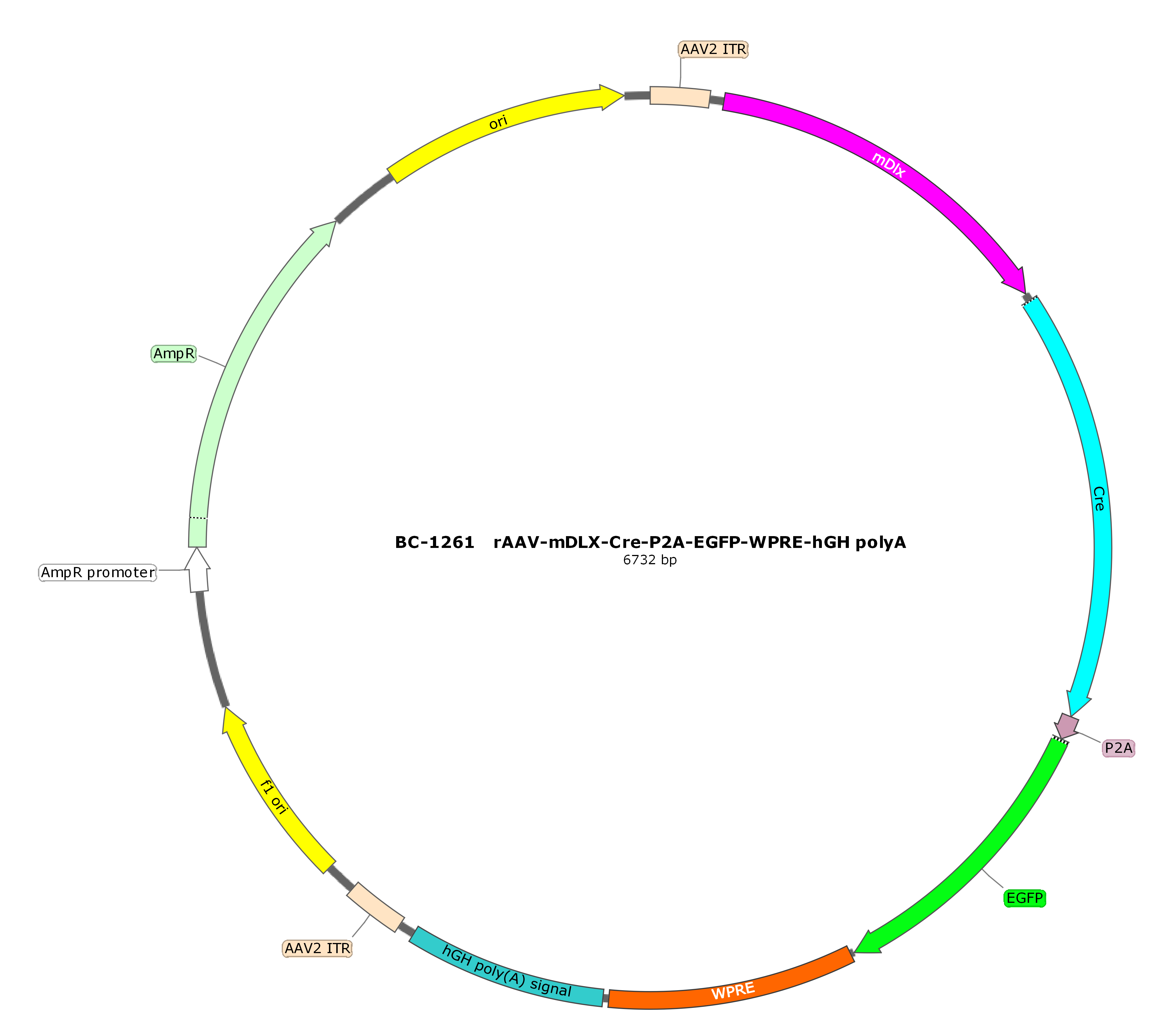BC-1261 rAAV-mDlx-Cre-P2A-EGFP  
