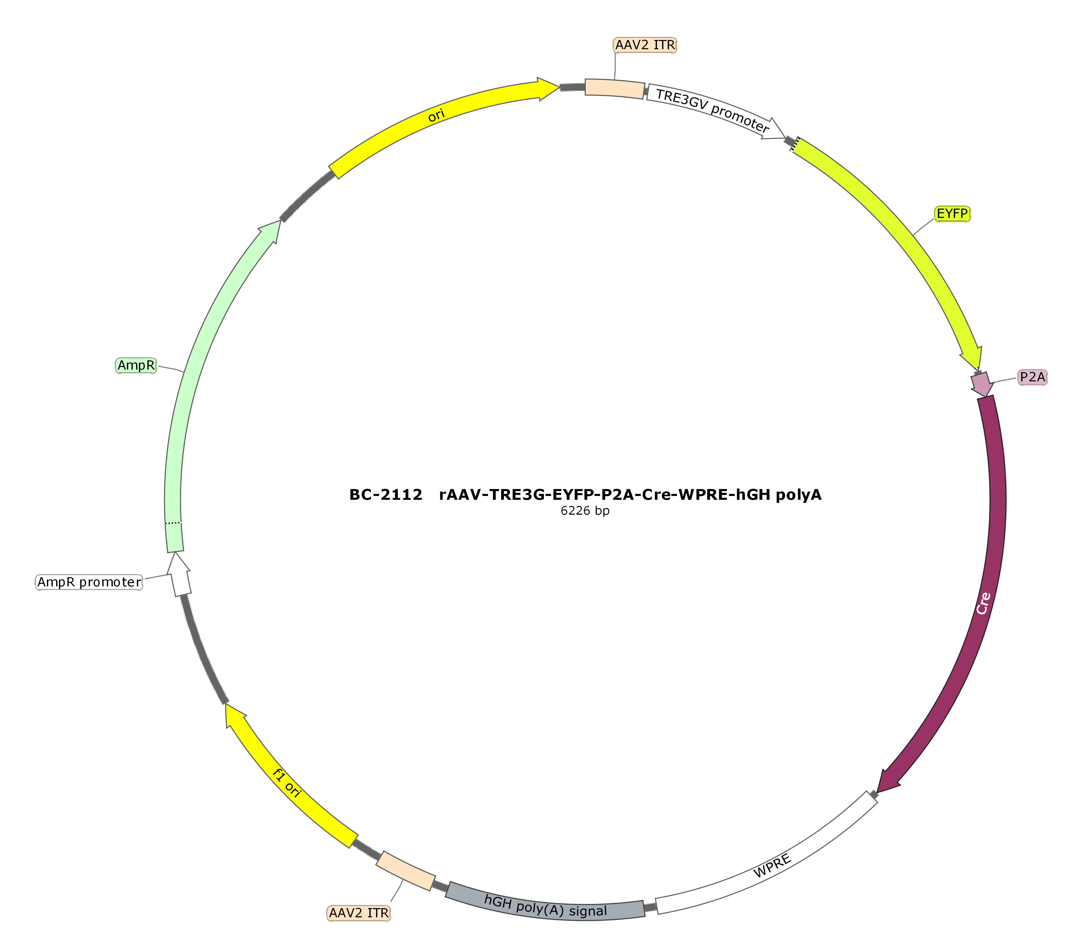 BC-2112 rAAV-TRE3G-EYFP-P2A-Cre  