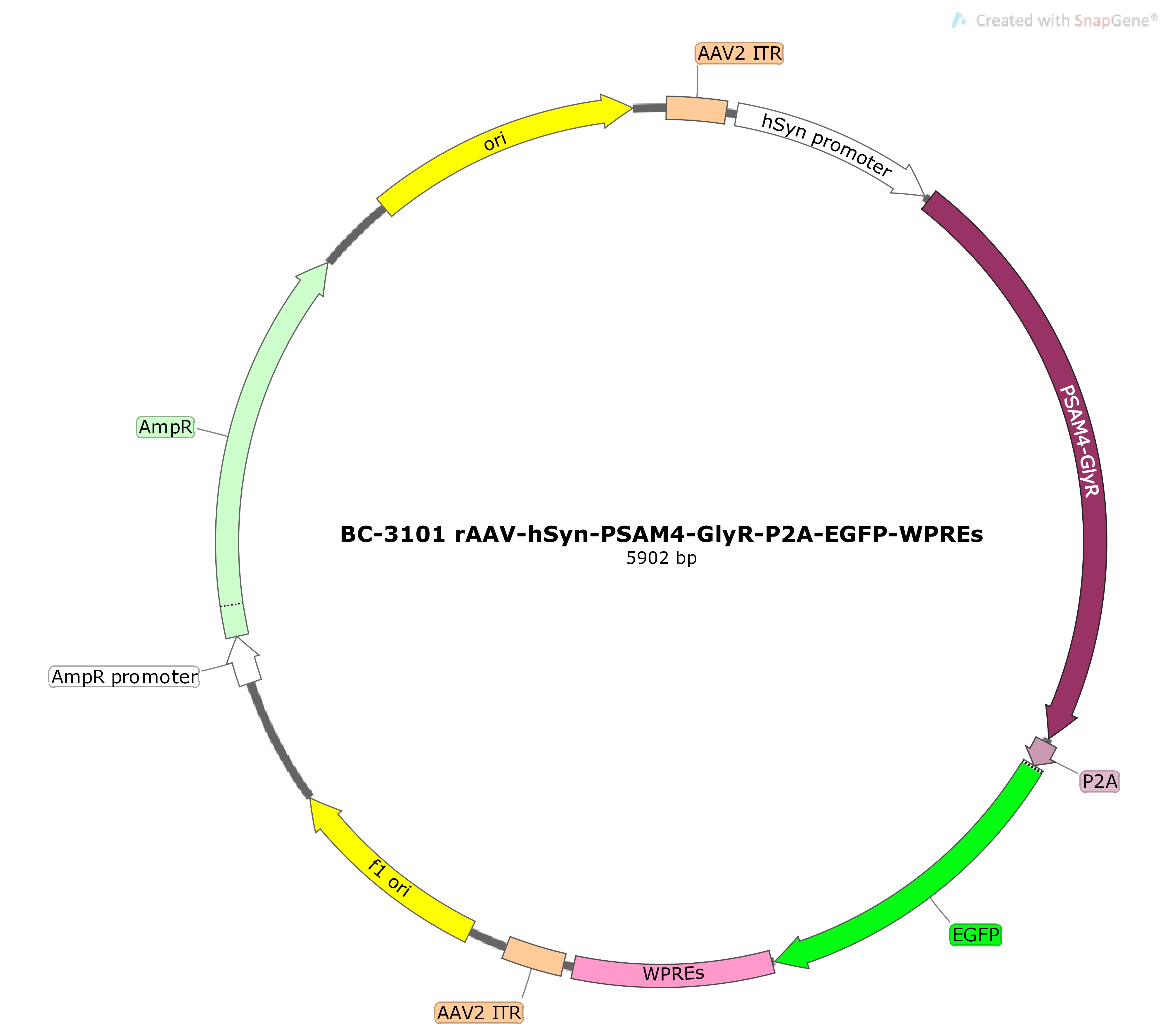 rAAV-hSyn-PSAM4-GlyR-P2A-EGFP
