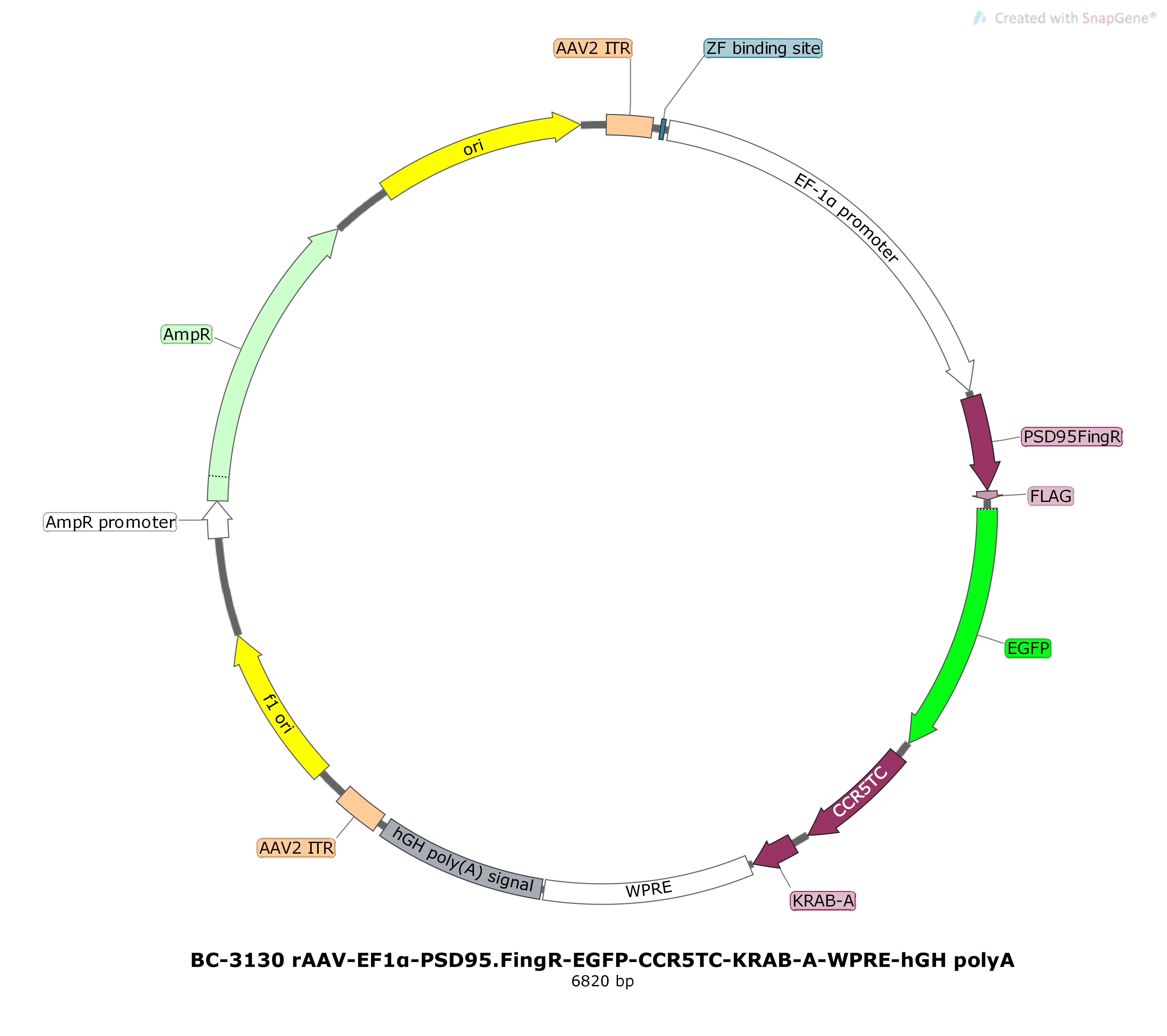 rAAV-EF1α-PSD95.FingR-EGFP-CCR5TC-KRAB-A