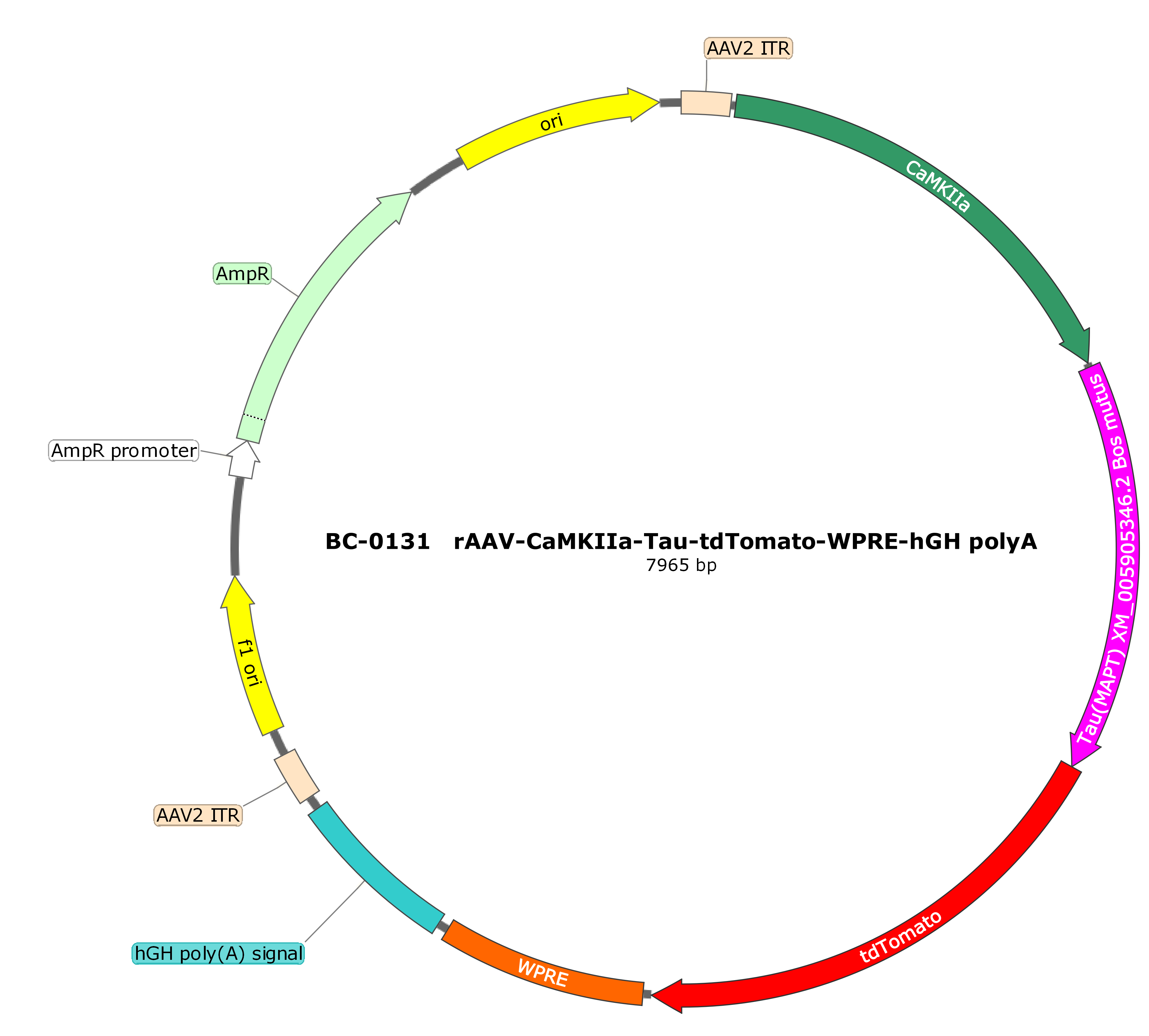 BC-0131  rAAV-CaMKIIα-Tau(Bos mutus)-tdTomato