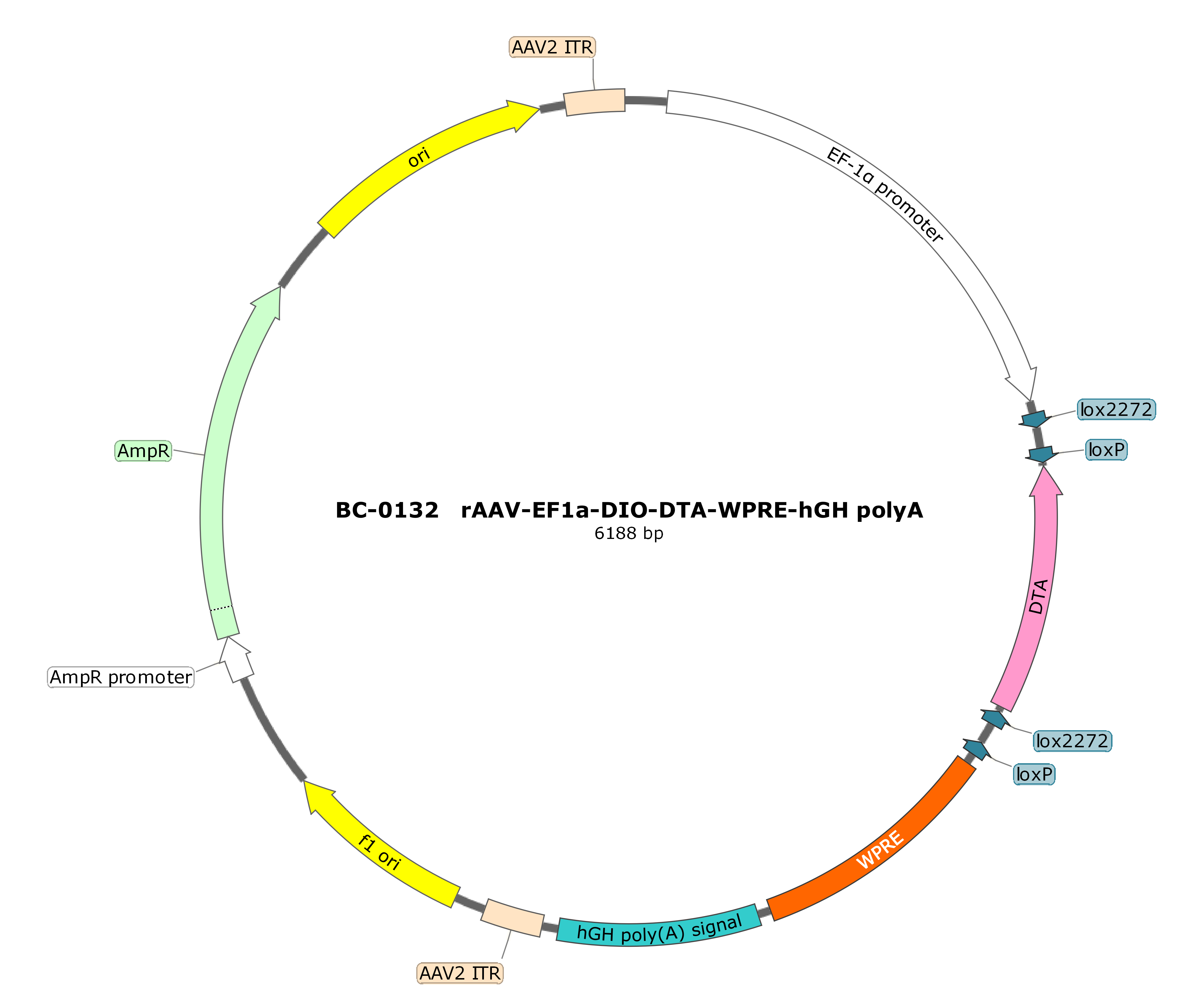 BC-0132  rAAV-EF1α-DIO-DTA