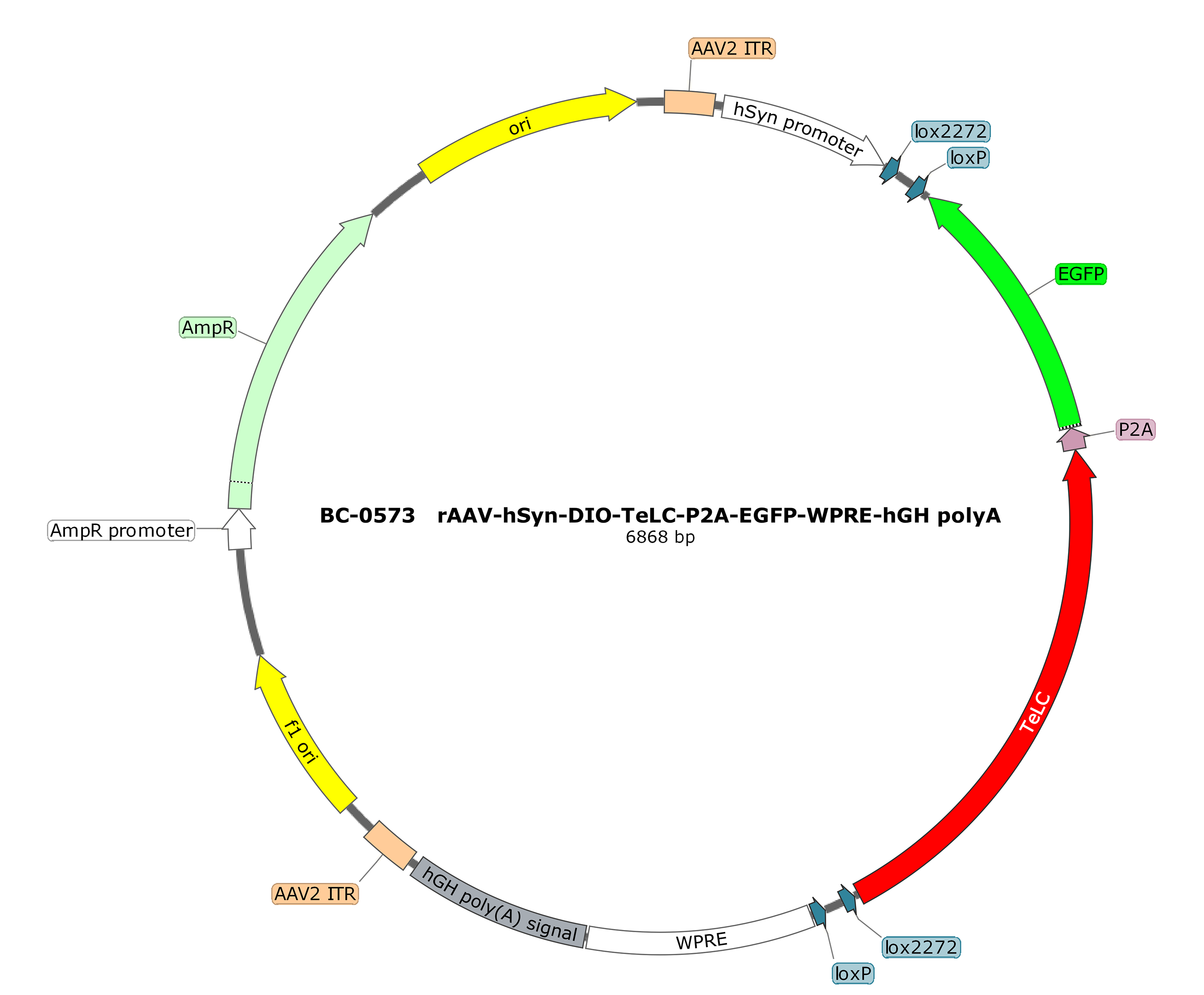 BC-0573  rAAV-hSyn-DIO-TeLC-P2A-EGFP