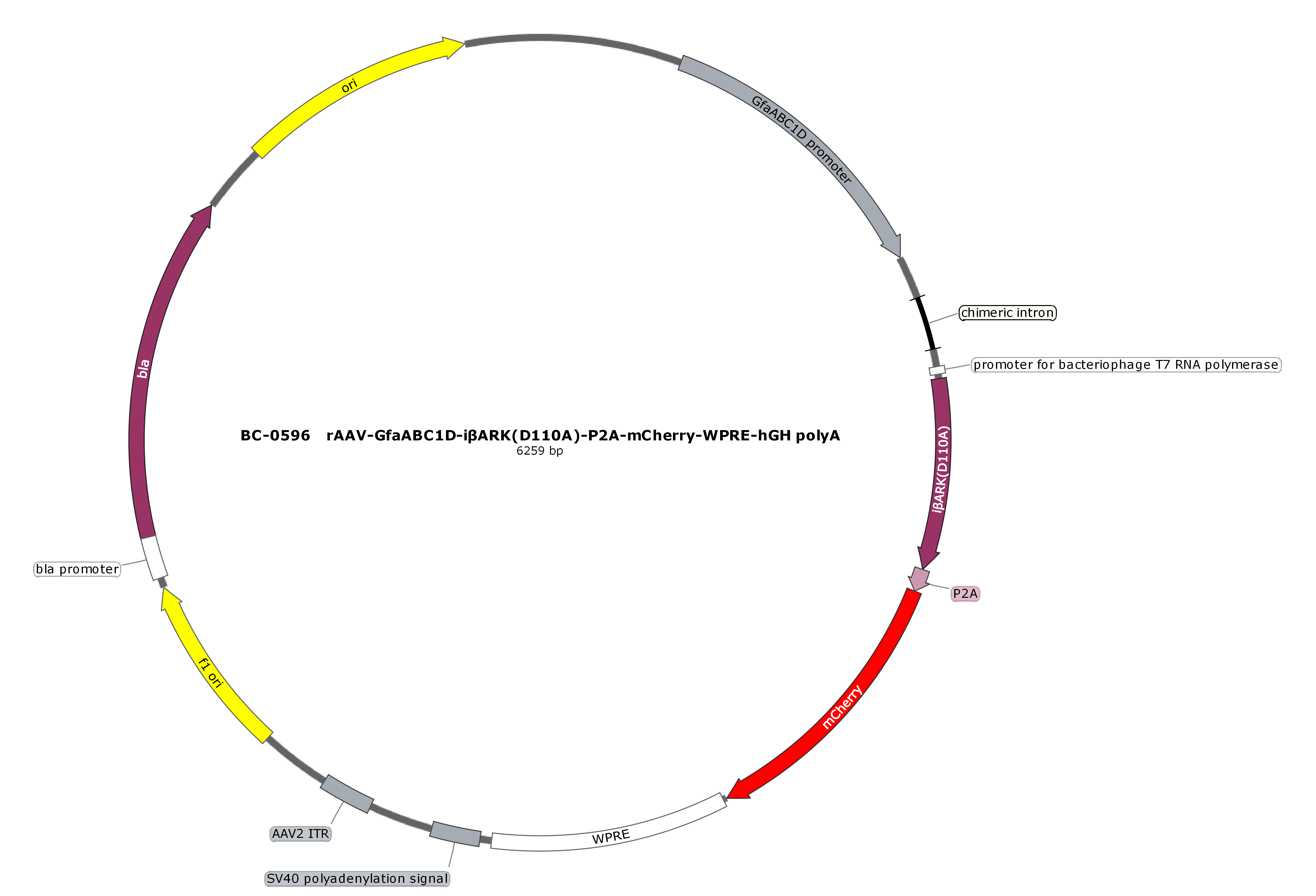 BC-0596  rAAV-GfaABC1D-iβARK(D110A)-P2A-mCherry