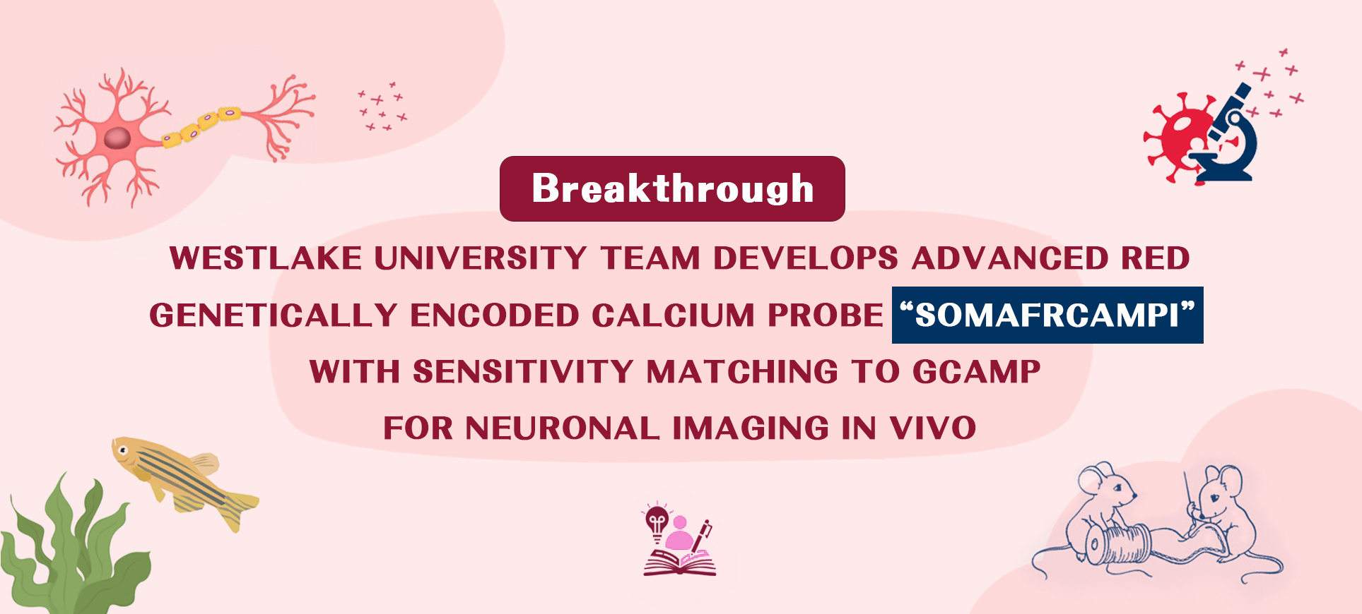 Breakthrough | WESTLAKE UNIVERSITY TEAM DEVELOPS HIGH-PERFORMANCE RED GENETICALLY ENCODED CALCIUM PROBE“SOMAFRCAMP!”WITH SENSITIVITY MATCHING TO GCAMP!