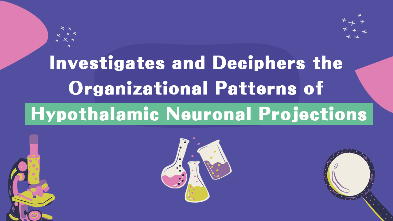 Fudan University's Institute of Brain Science Team Led by Xiaohong Xu Collaboratively Investigates and Deciphers the Organizational Patterns of Hypothalamic Neuronal Projections