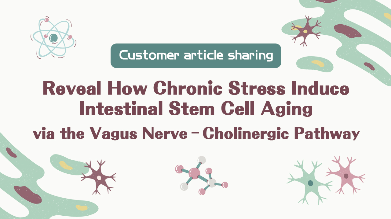 Client Article | Cell Stem Cell Teams Led by Jun Qin, Qi Han, Moubin Lin, and Xiao Su Reveal How Chronic Stress Induces Intestinal Stem Cell Aging via the Vagus Nerve–Cholinergic Pathway