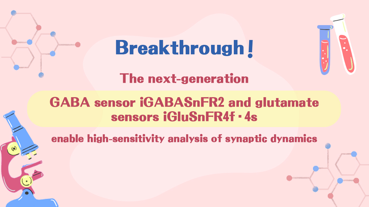 Breakthrough! The next-generation GABA sensor iGABASnFR2 and glutamate sensors iGluSnFR4f/4s enable high-sensitivity analysis of synaptic dynamics!