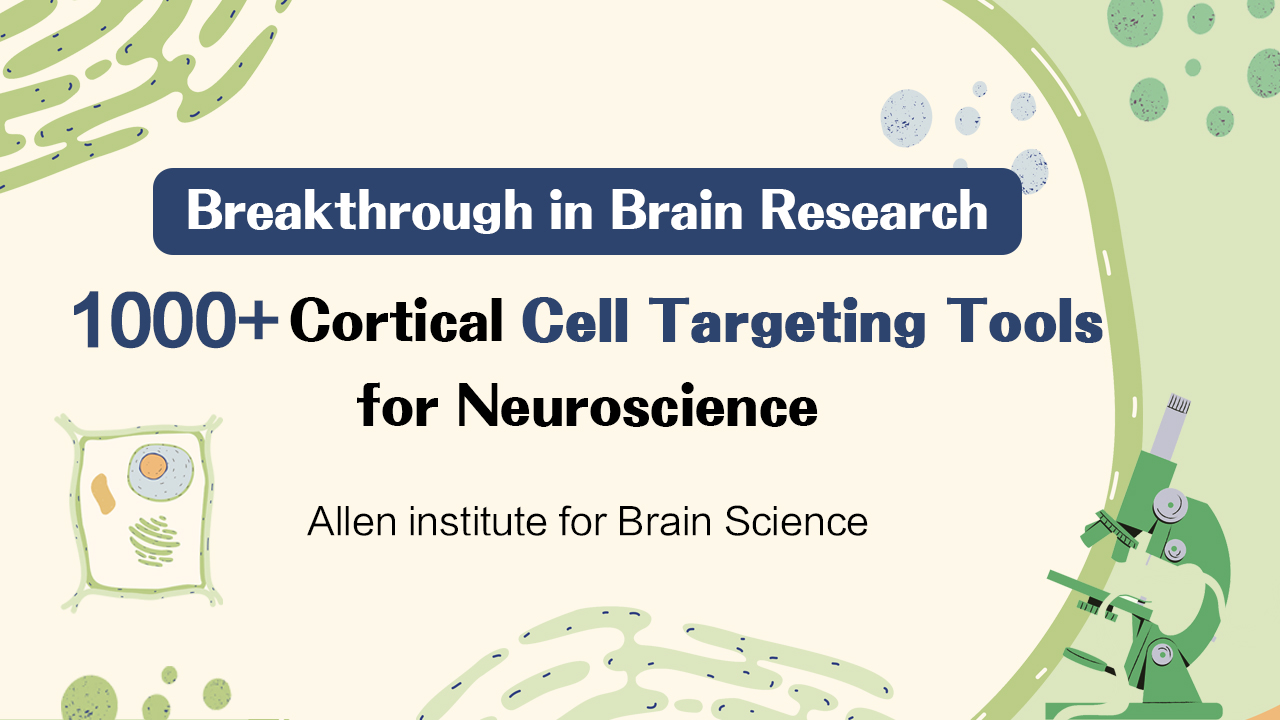Breaking Tool | Cell | Allen Institute for Brain Science Releases Over 1,000 Cortical Cell Targeting Tools, Marking a New Breakthrough in Decoding Brain Function!