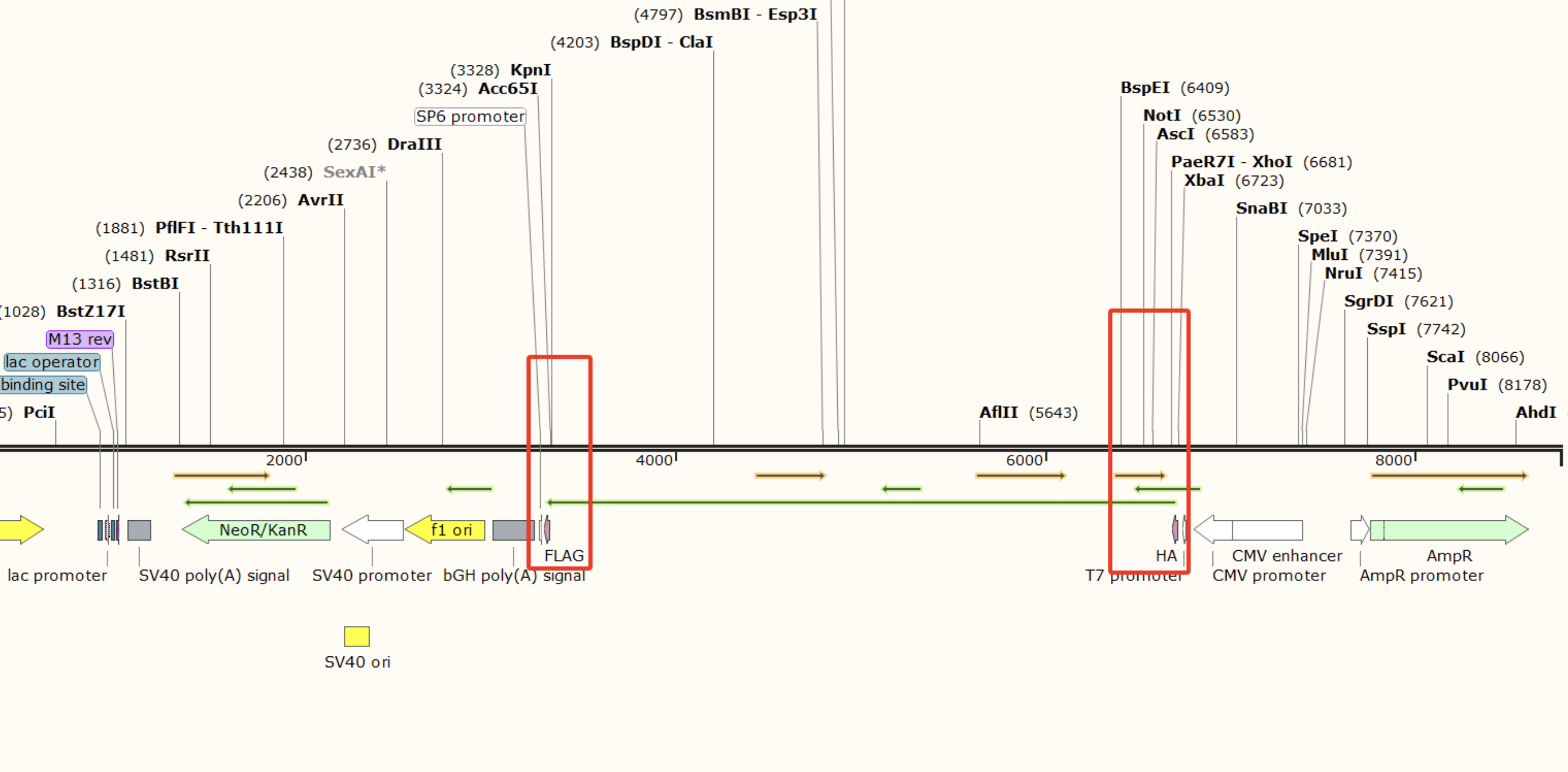 <span style='color:#232E3C'>Plasmid design and construction</span>