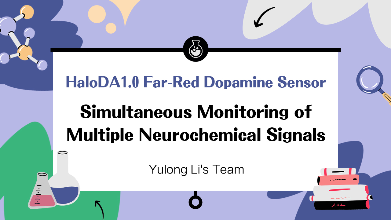 Science: Yulong Li’s Team Develops HaloDA1.0 Far-Red Dopamine Sensor, Enabling Simultaneous Monitoring of Multiple Neurochemical Signals