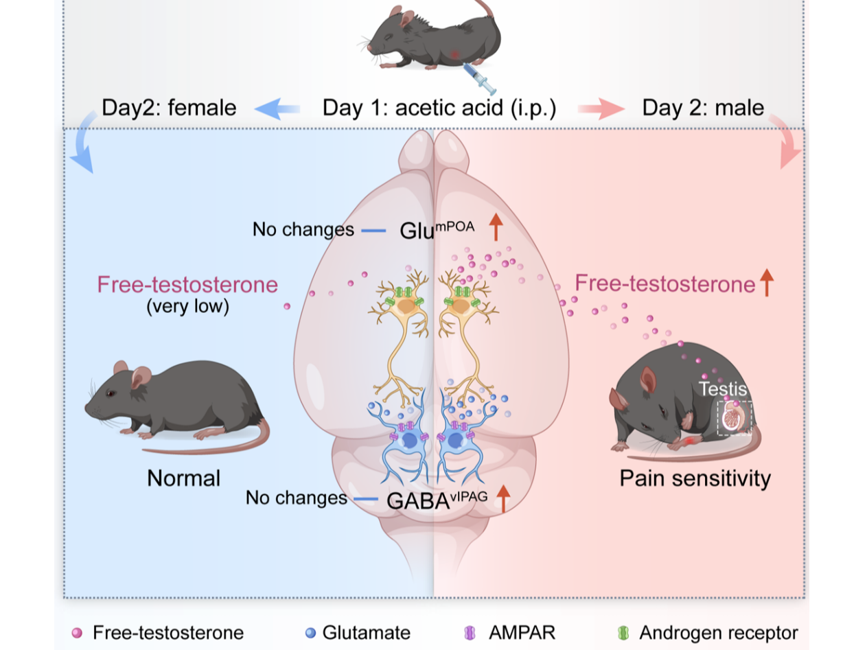客户文章丨Nat. Commun.丨中国科学技术大学张智/李娟/曹鹏团队揭示雄性特异性条件性疼痛超敏的神经环路机制