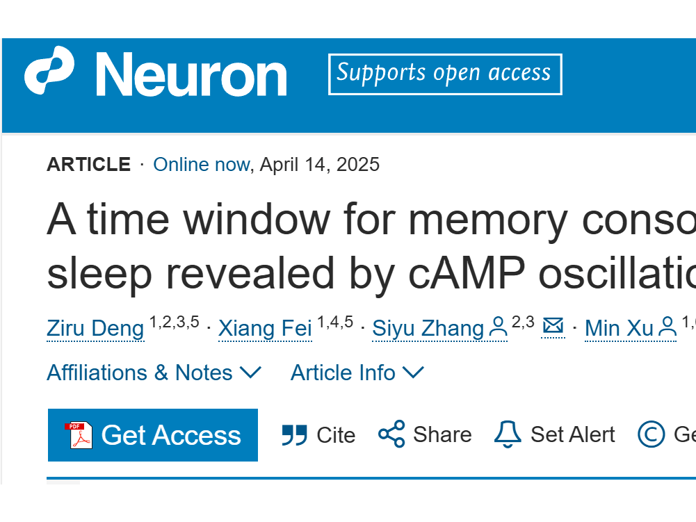客户文章 | Neuron | 徐敏/张思宇合作揭示非快速眼动睡眠中记忆巩固的关键时间窗口